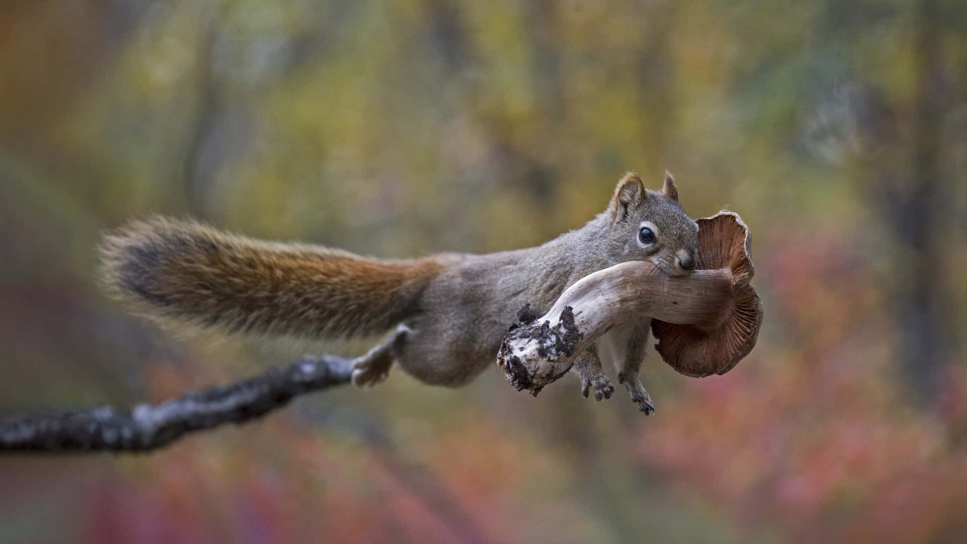 friendly squirrel nibbling on an acorn