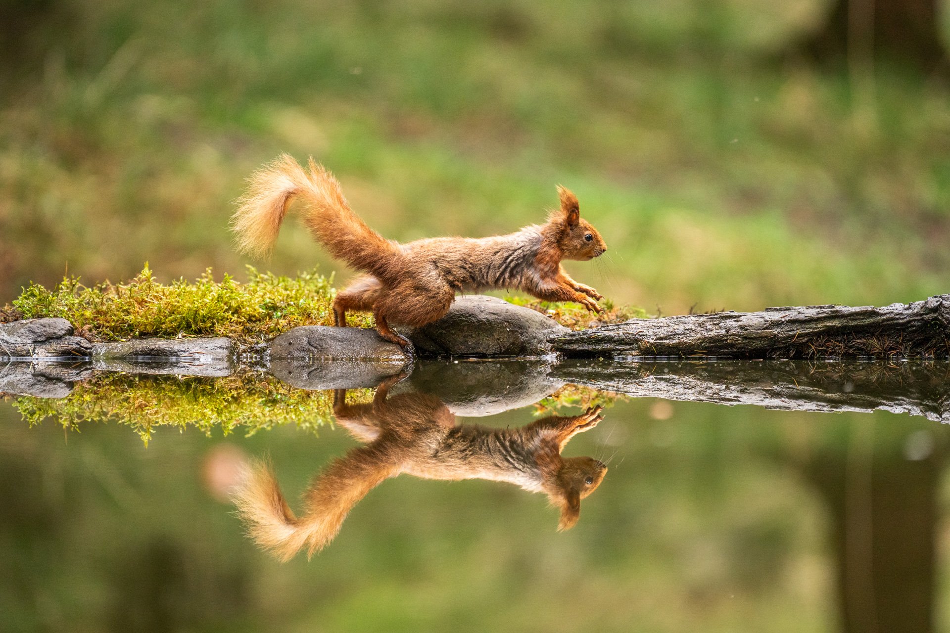 Red Squirrels