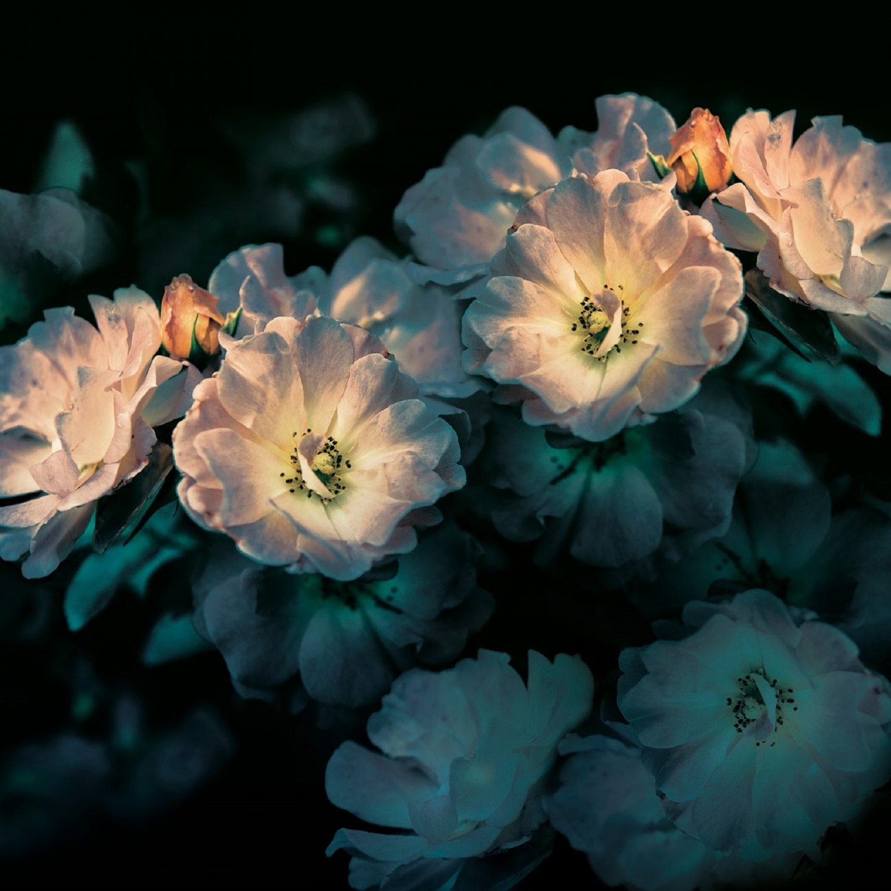 Inkiostro Bianco Inediti Cruise Aroma