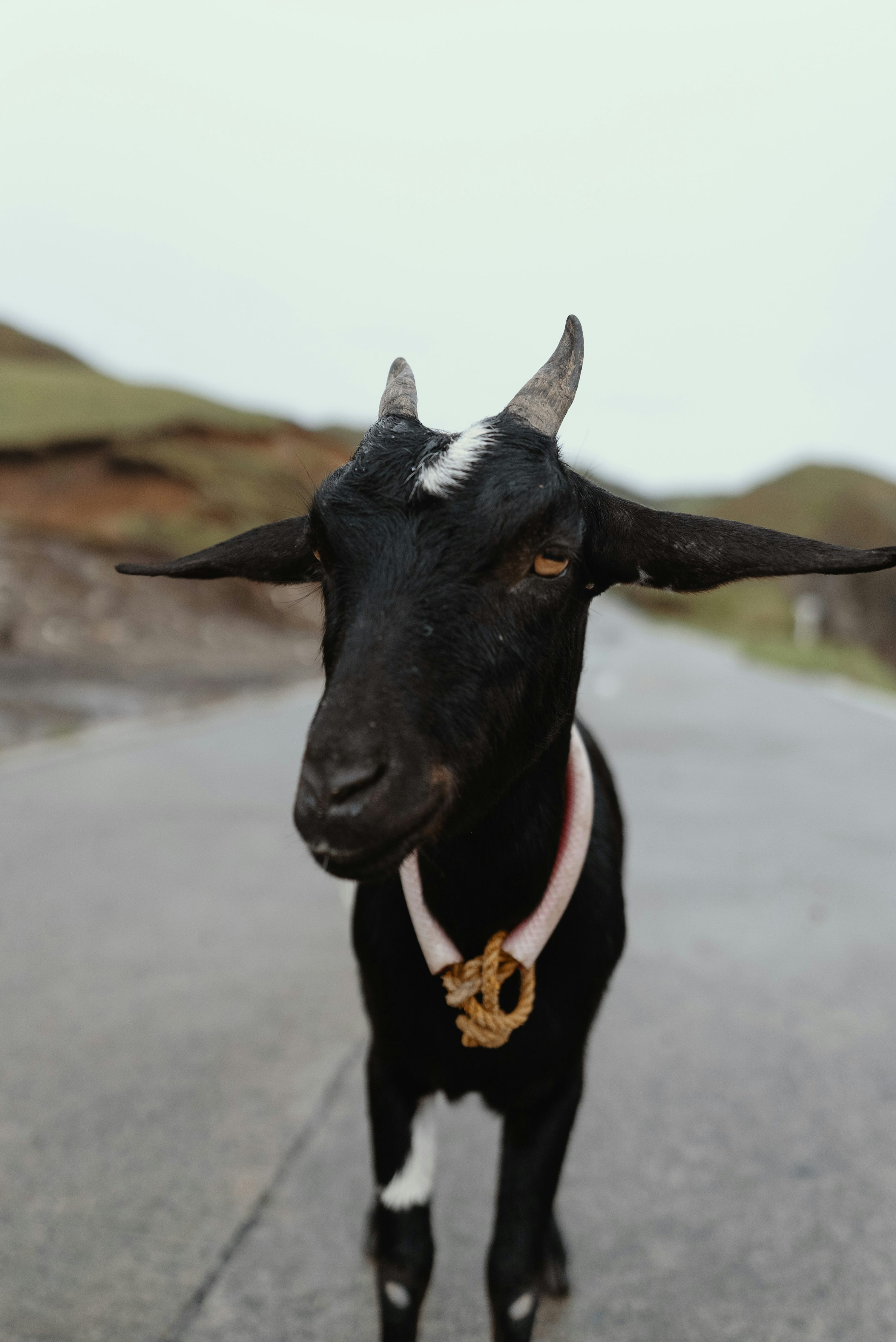 50,Black Goat Picture. Download