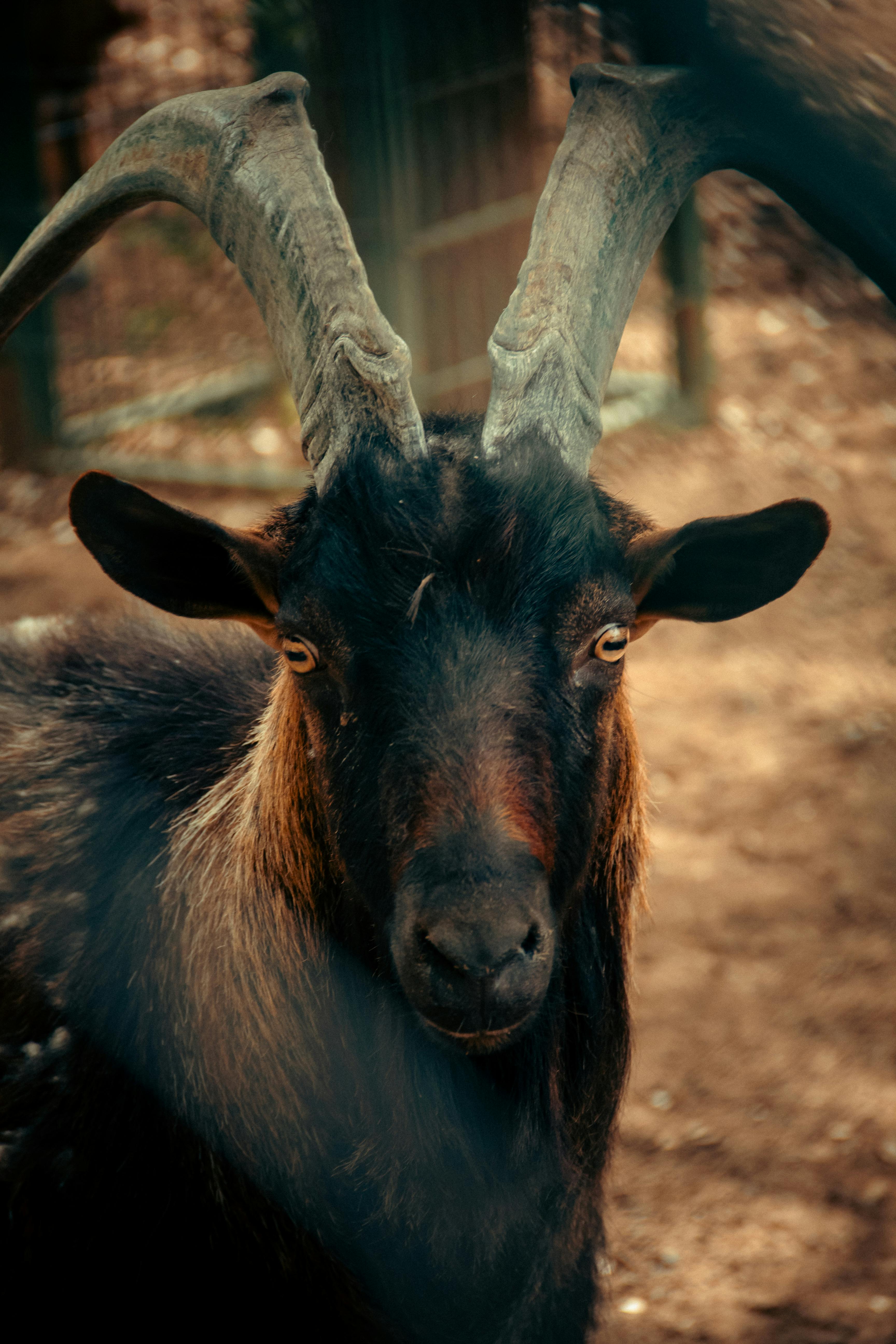 Portrait of a Funny Black Goat · Free