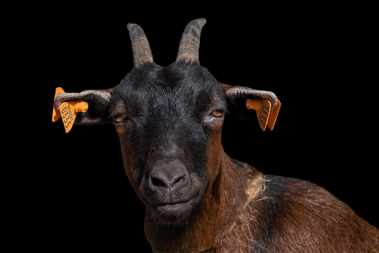 Cabra Sobre Fondo Negro & Goat Image