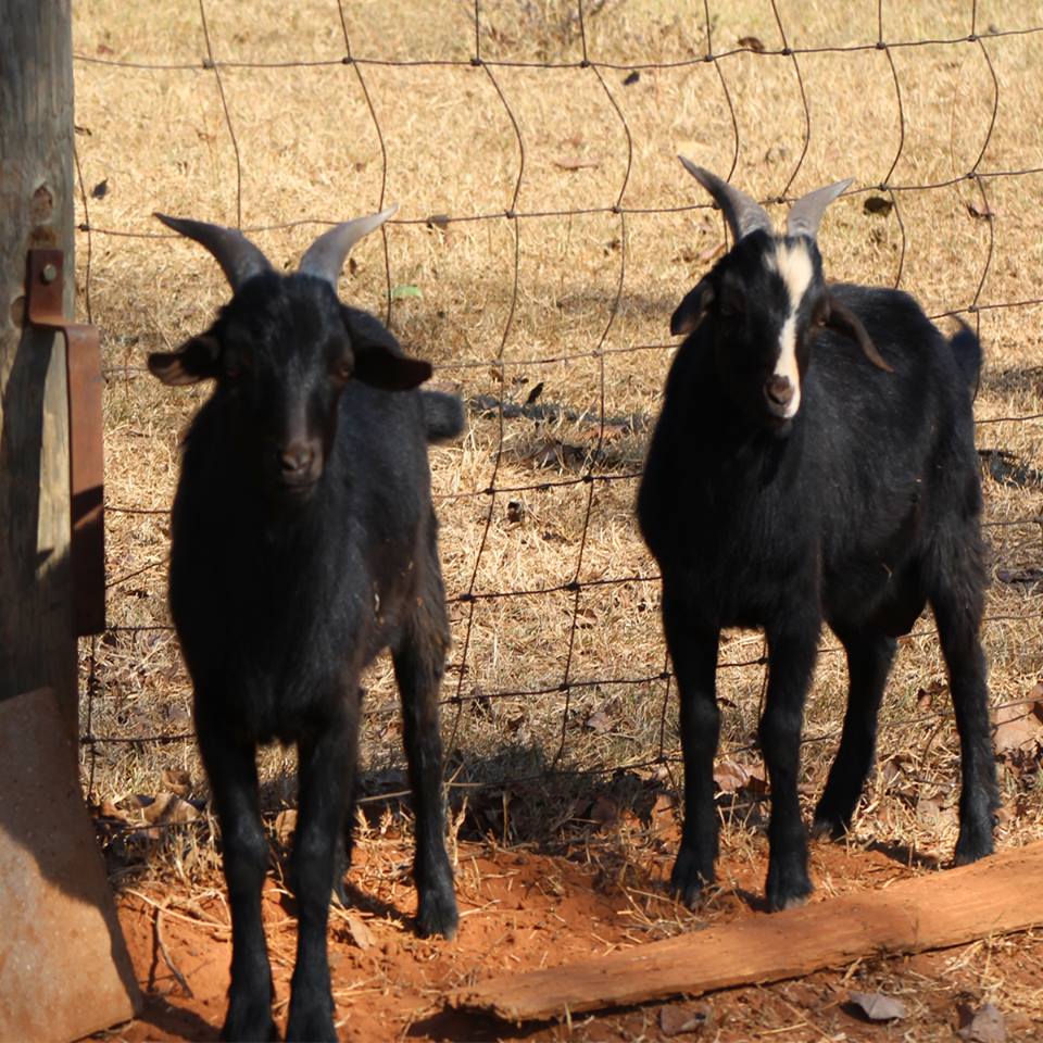 Gallery Item Display