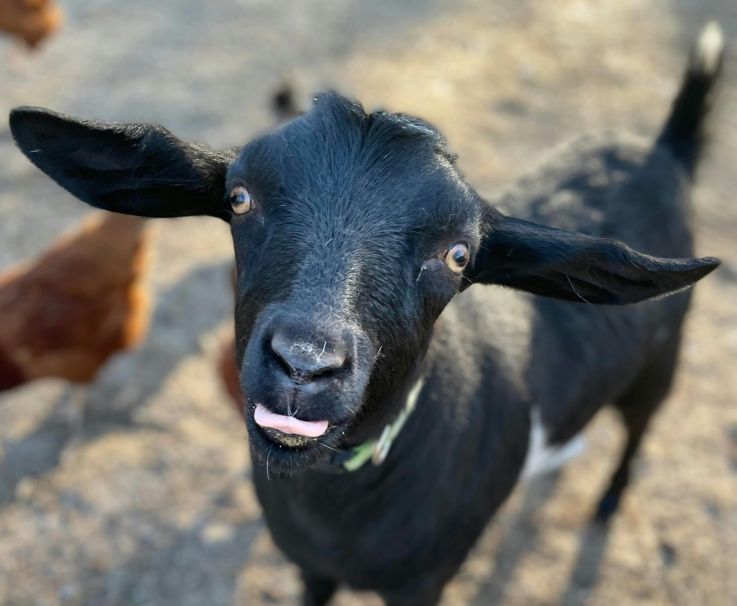 Black Goat Sticking its Tongue Out