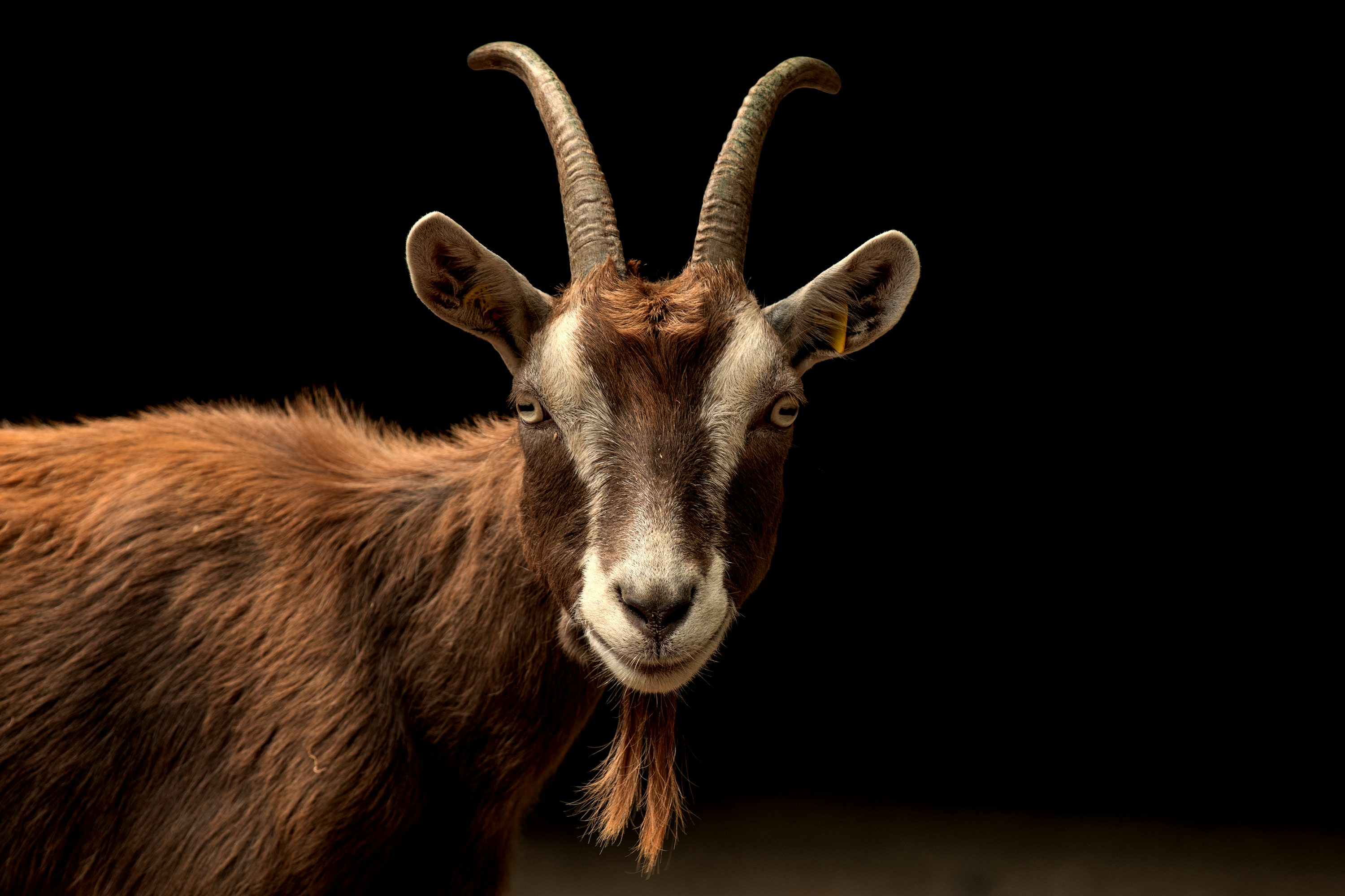 Brown goat photo