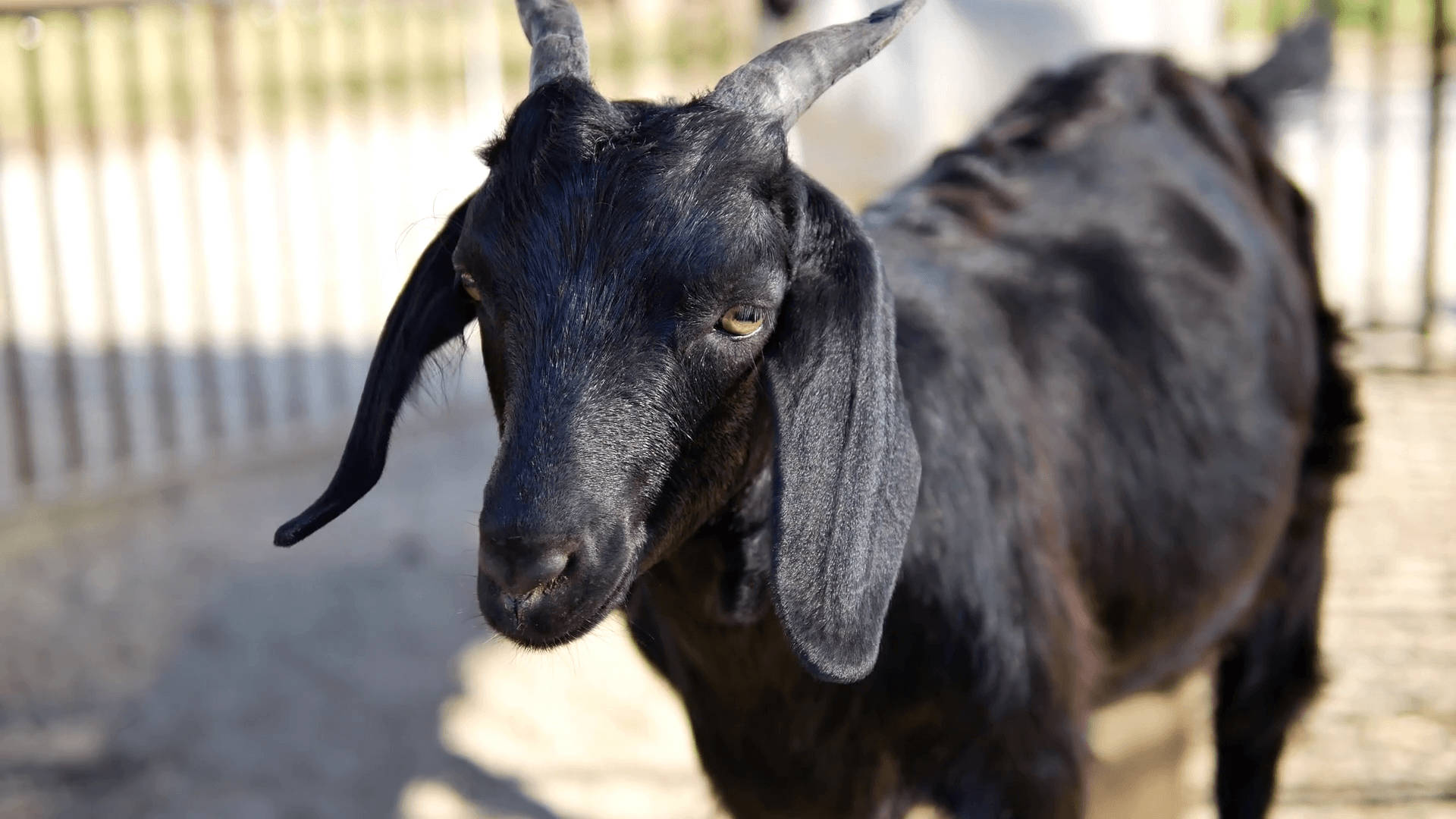 Short Horned Black Goat Wallpaper