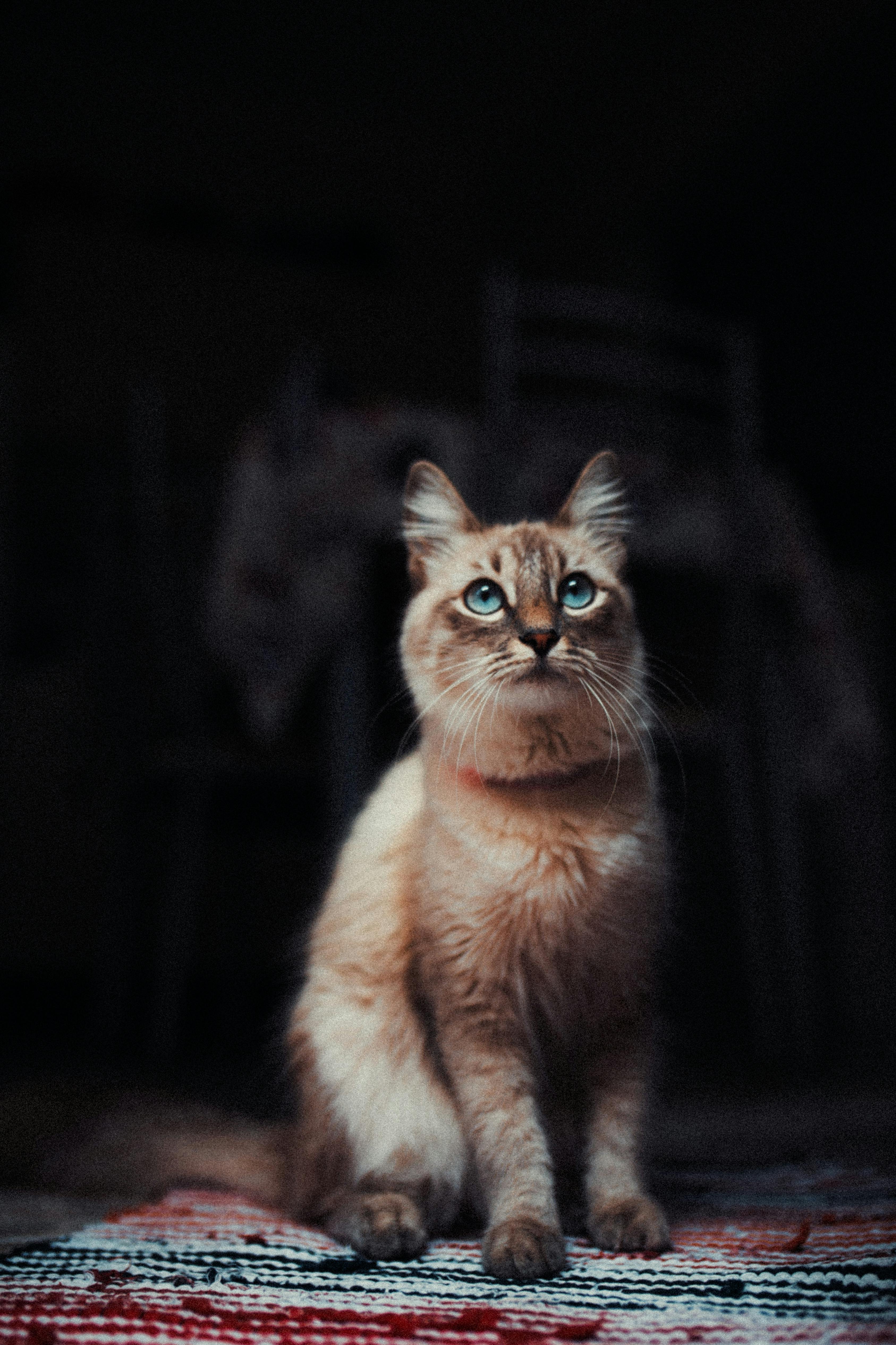 Domestic Cat Photo, Download The BEST