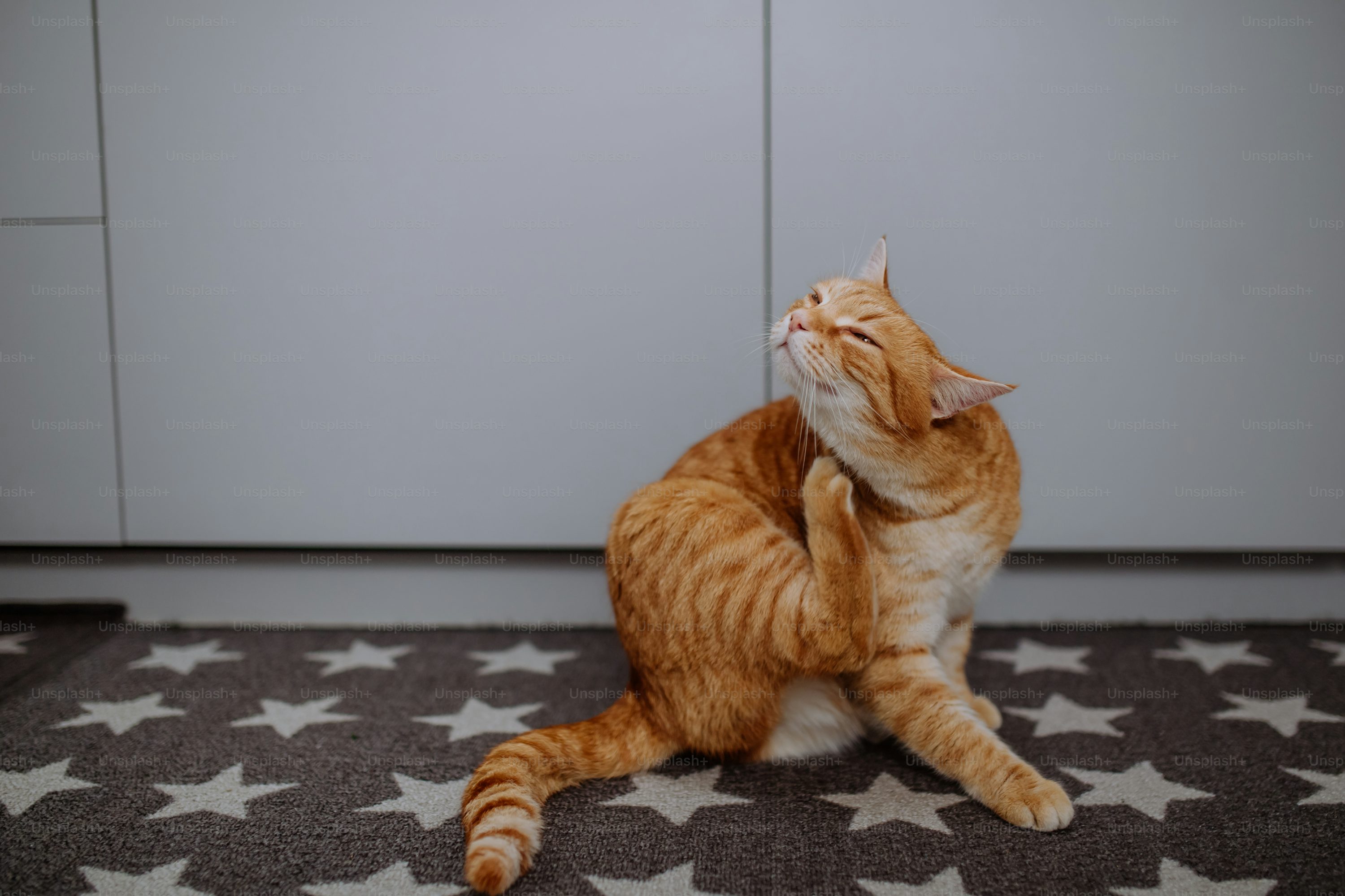 Domestic Cat Picture HD