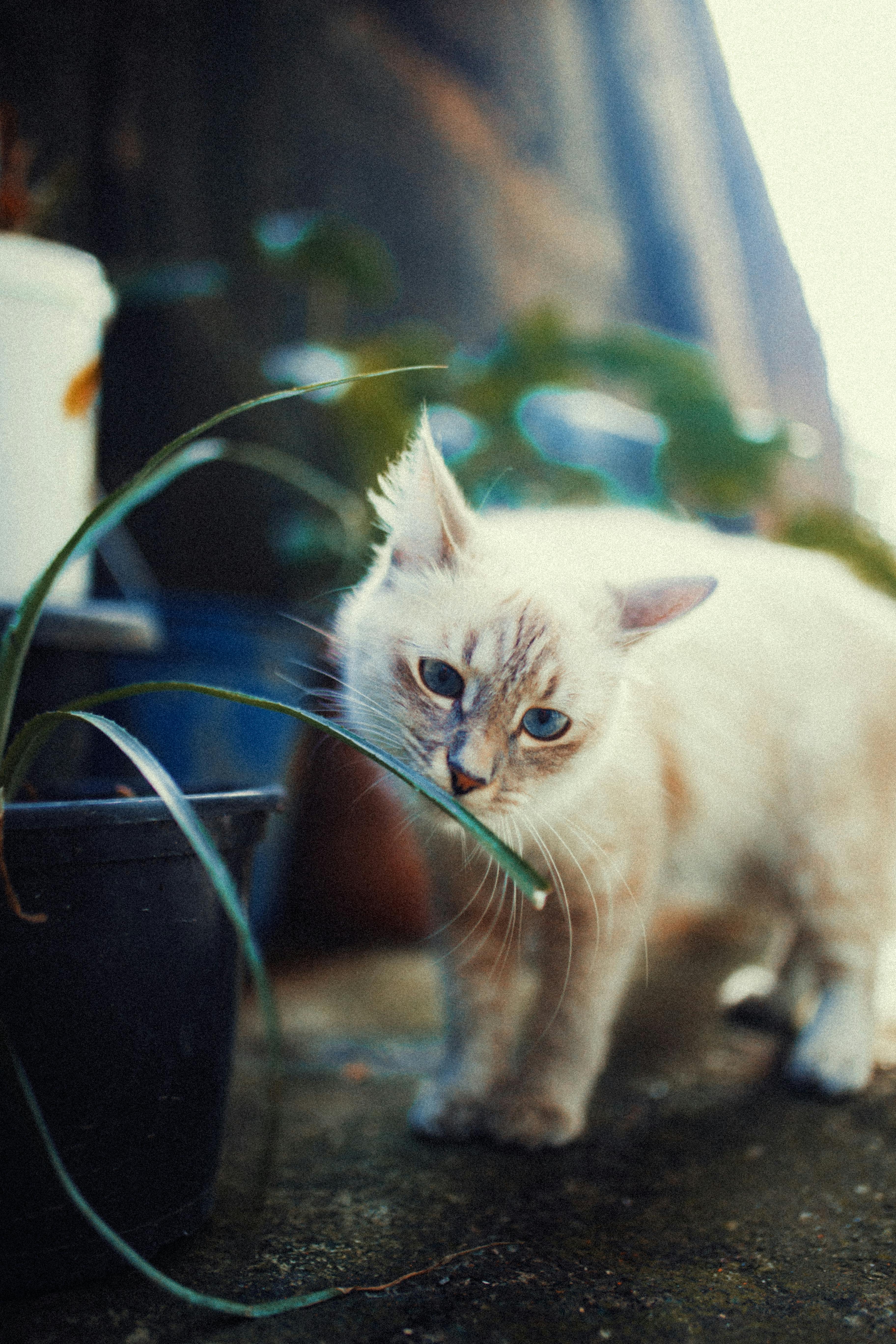 Domestic Cat Photo, Download The BEST