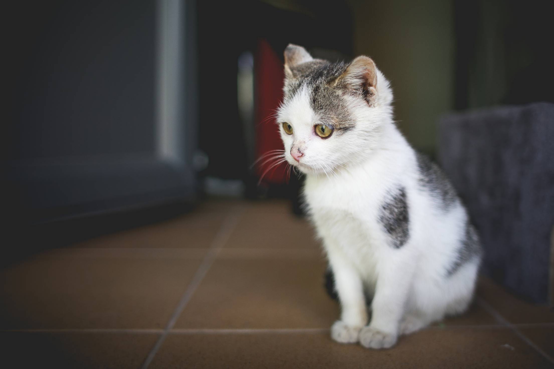 Cute Little Cat at Home. Free Animal