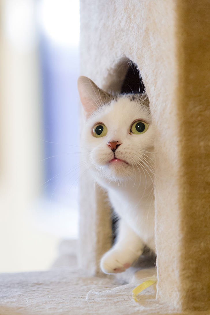 Ideas for Cute Cat Photo