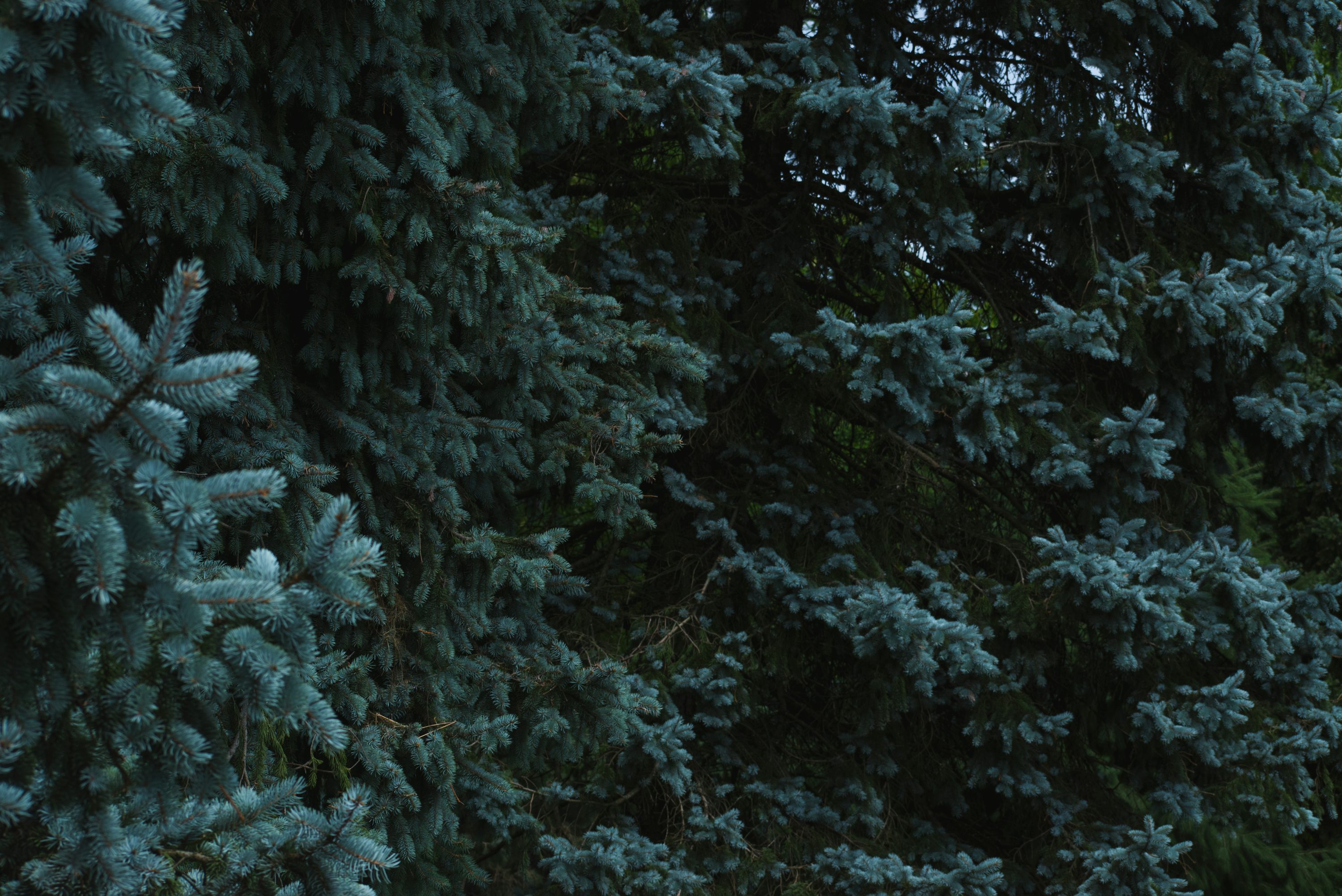 Spruce Forest Picture. Download Free