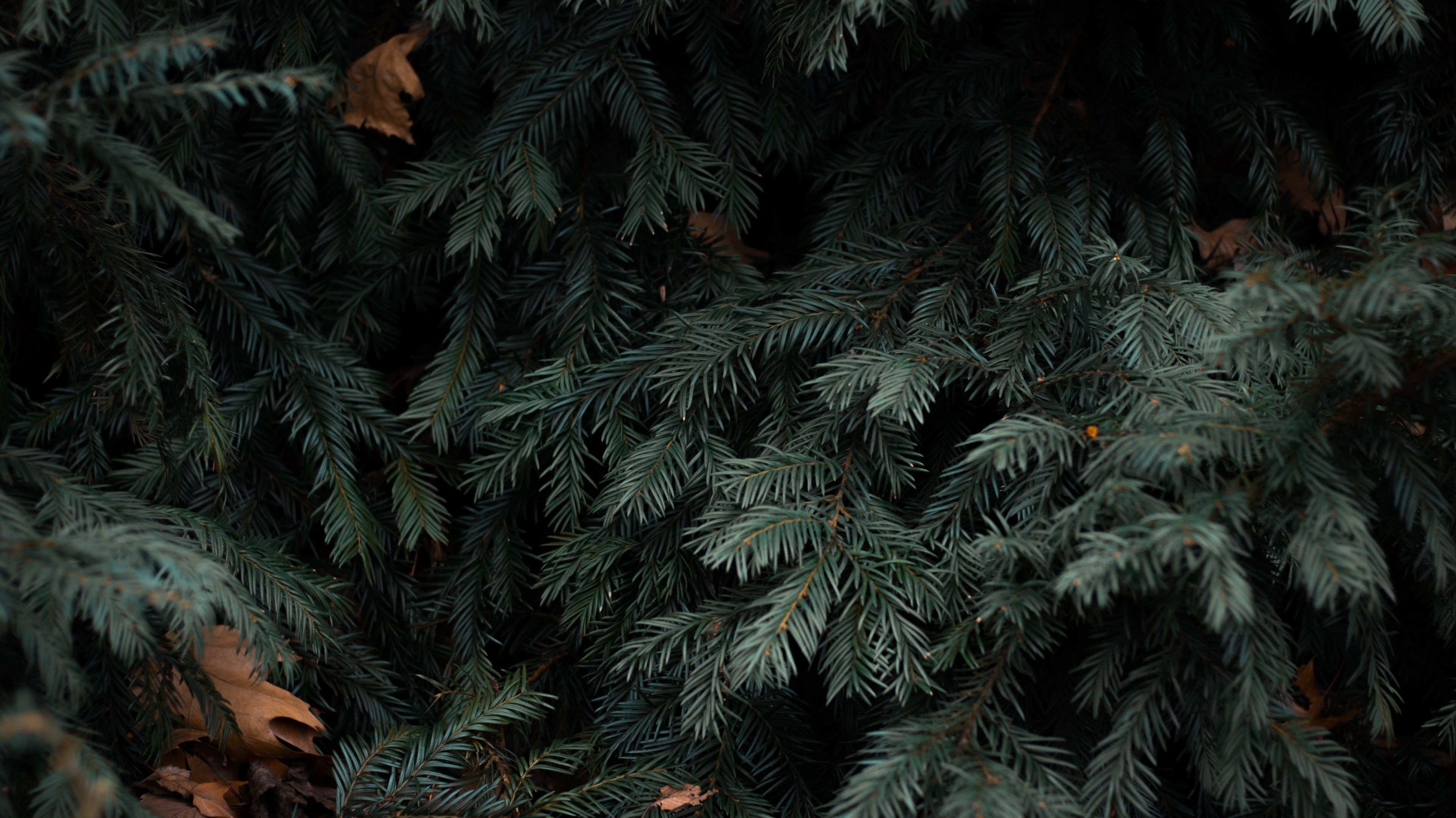 Spruce Wallpaper