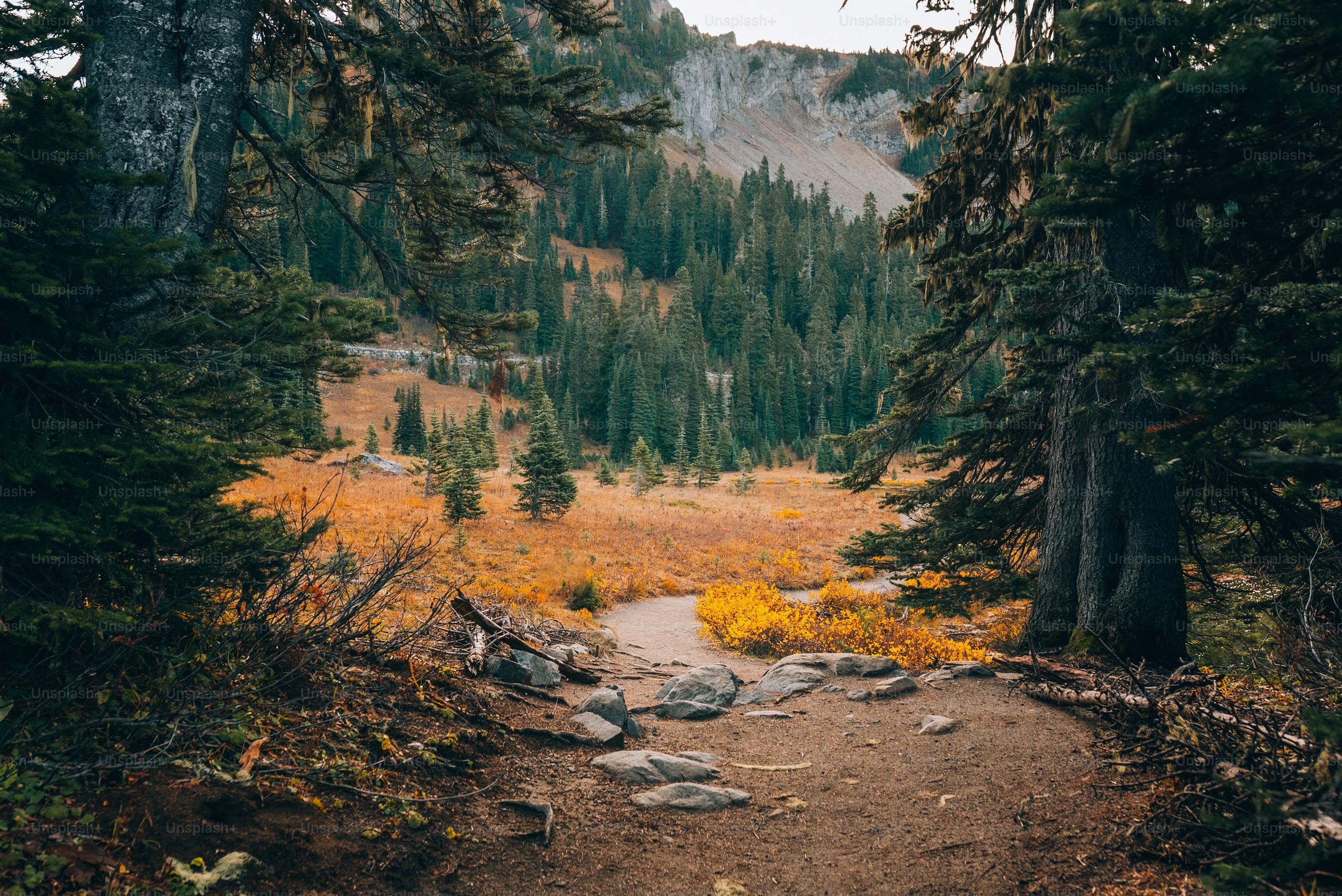 Spruce Forest Picture. Download Free