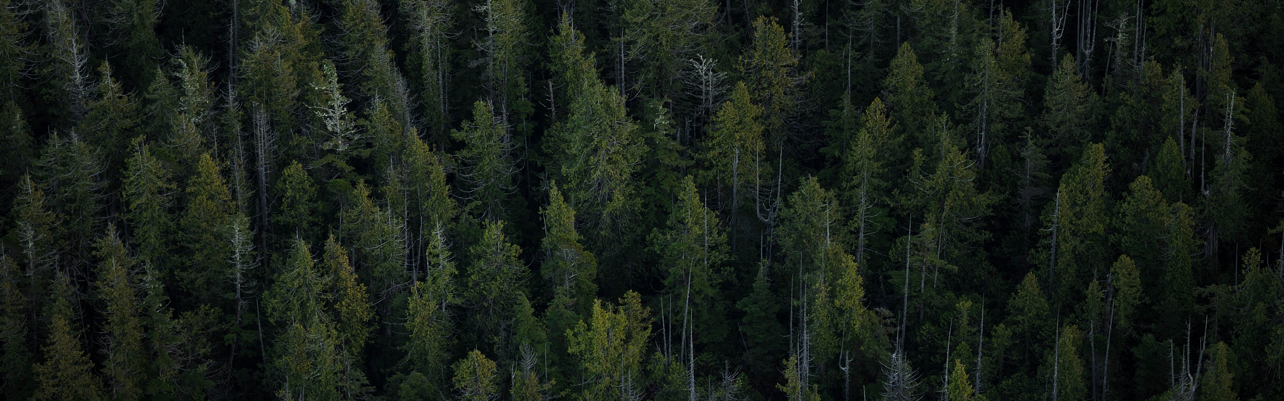 Spruce Bed Apartment