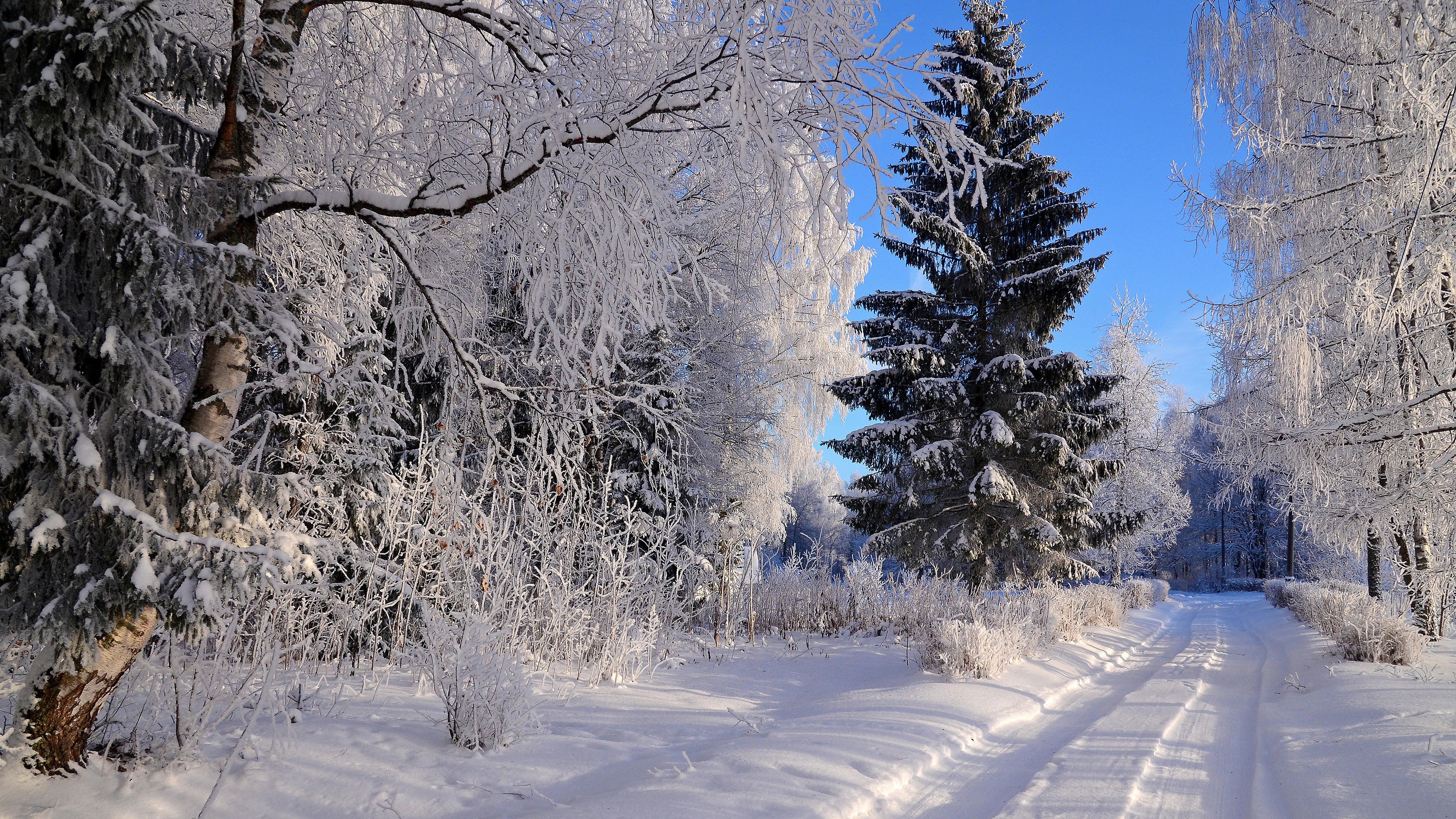 Download Spruce Snow Forest Road Frost