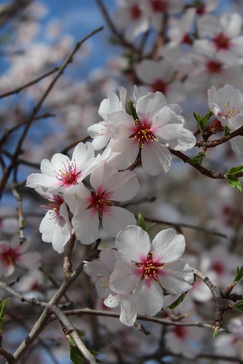 Almond Blossoms Flowers Spring