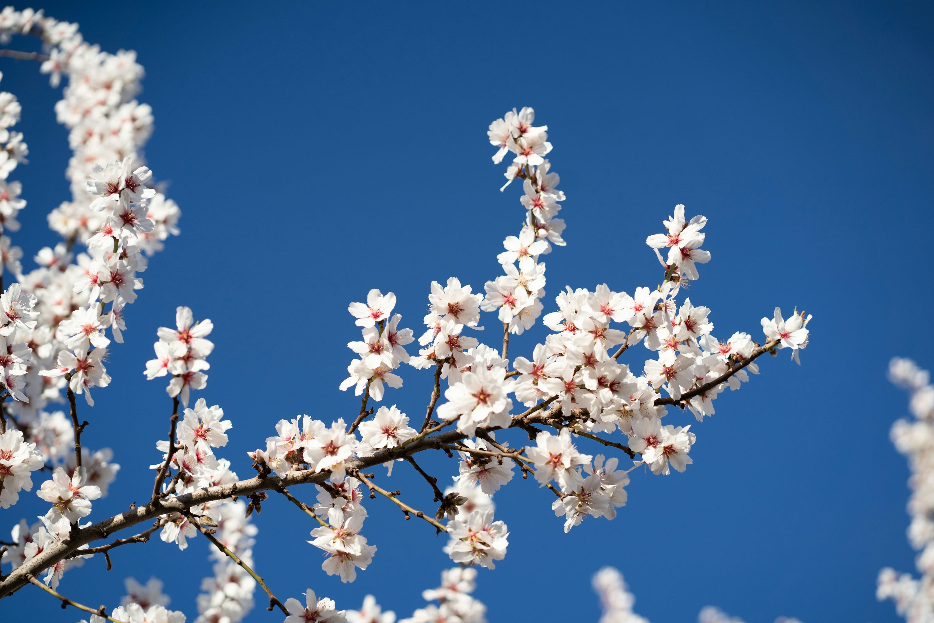 Almond Blossom Picture. Download Free