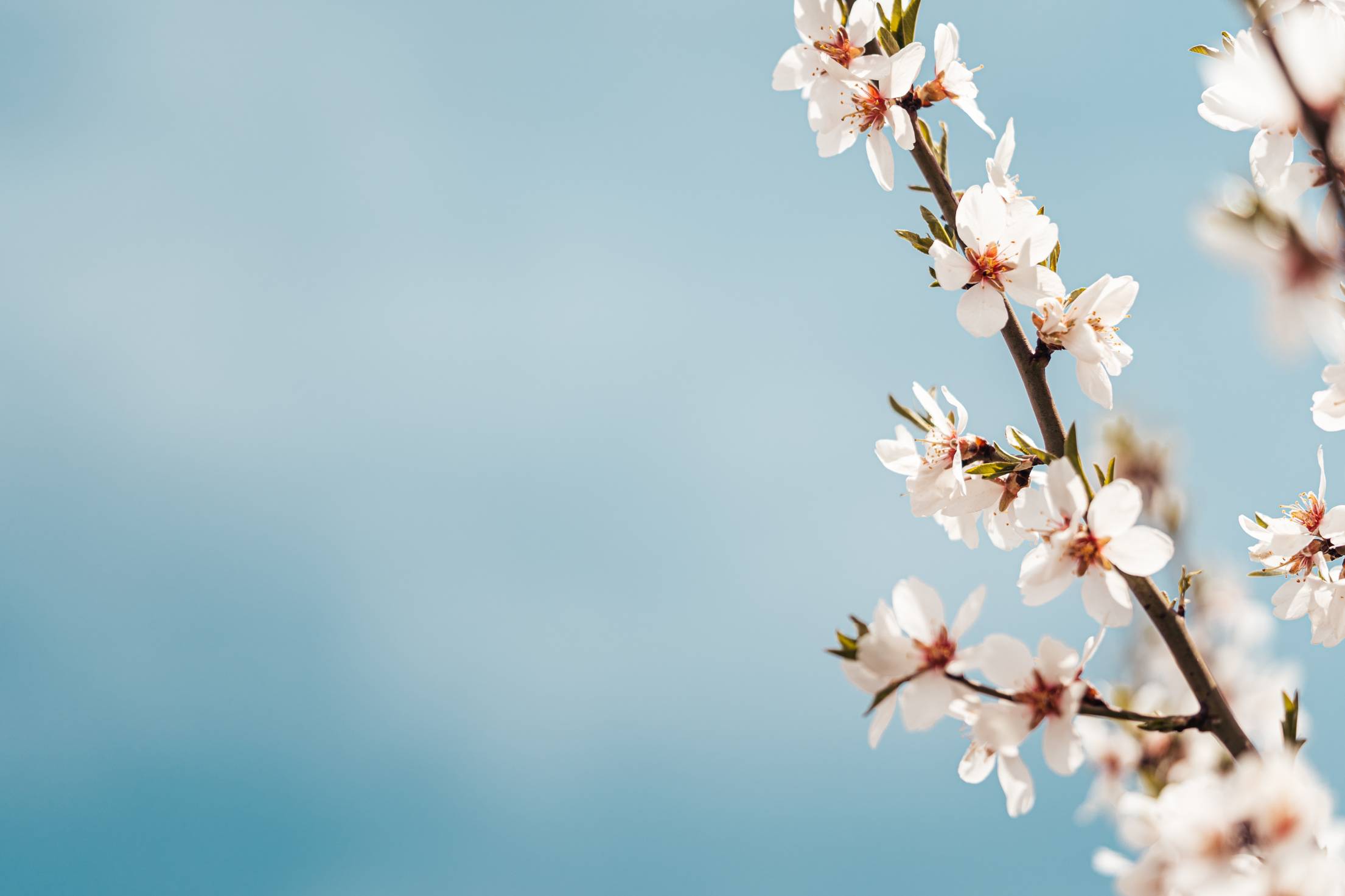 Almond Blossoms and Blue Sky Copy Space