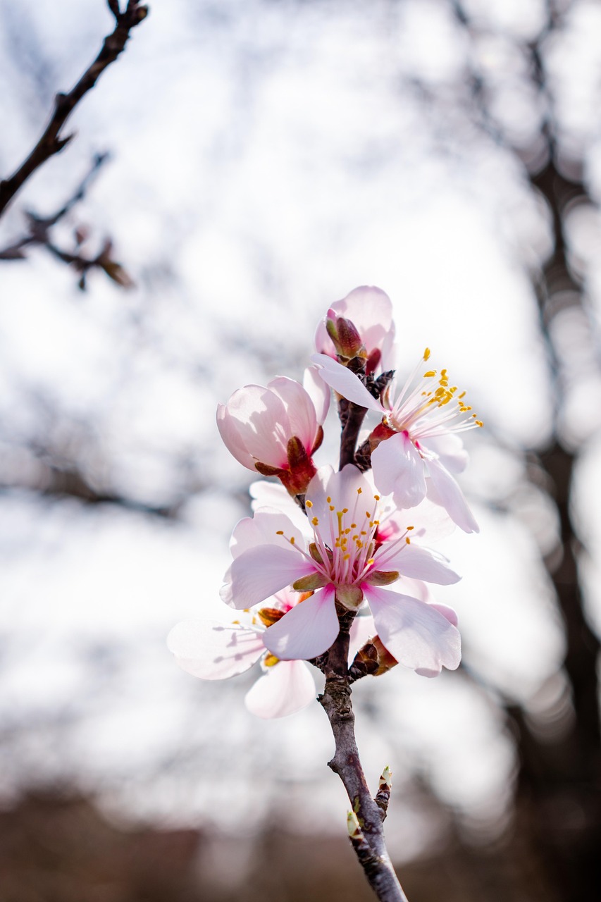 Almond Blossom Flowers Branch