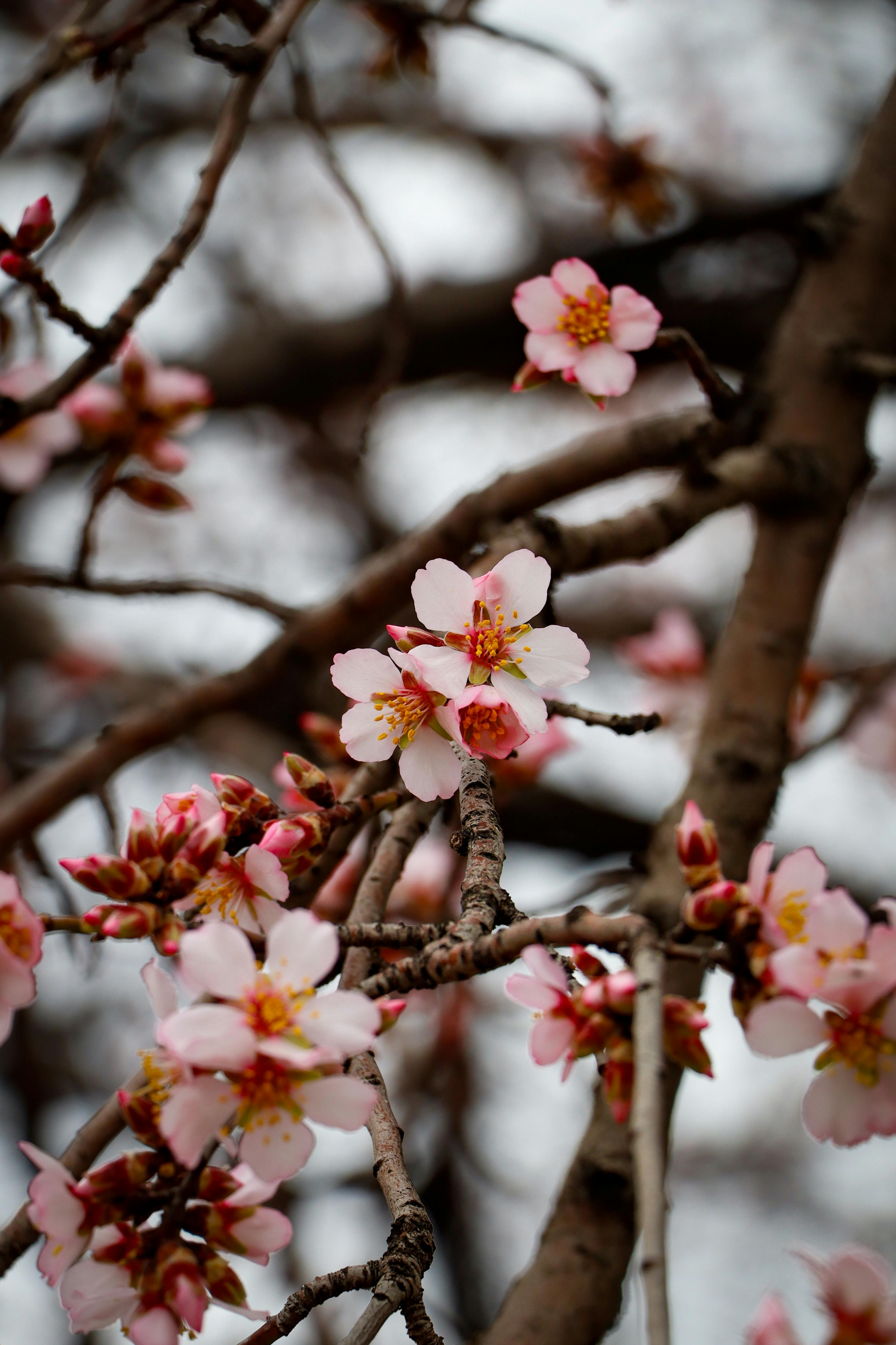Almond Blossoms on Tree · Free
