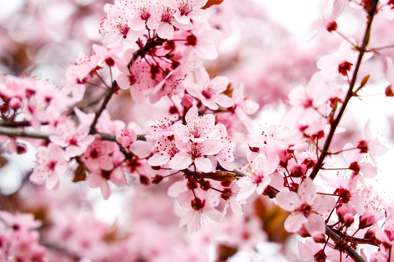 600,Free Flowers Almond Tree