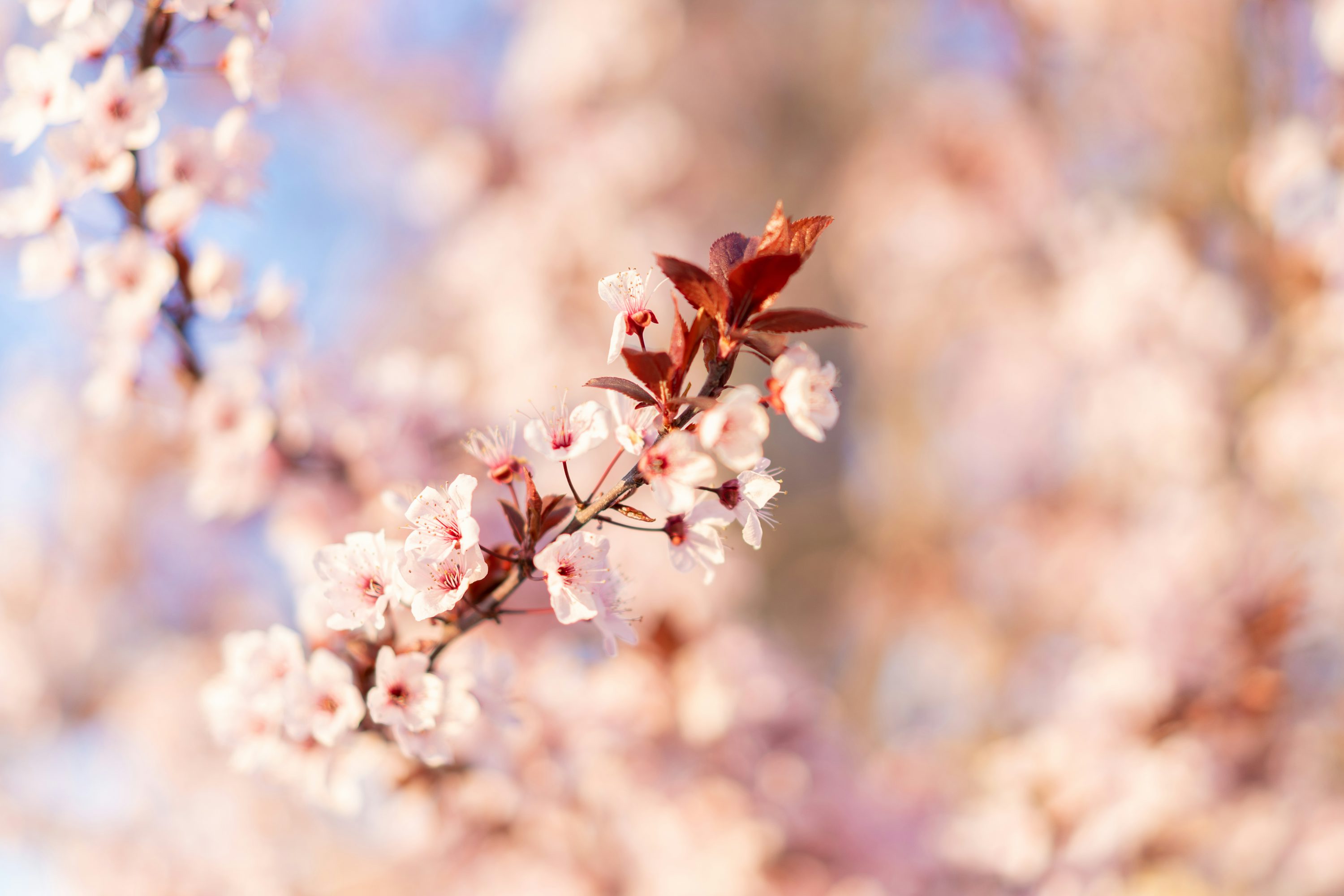 Almond Blossom Picture. Download Free