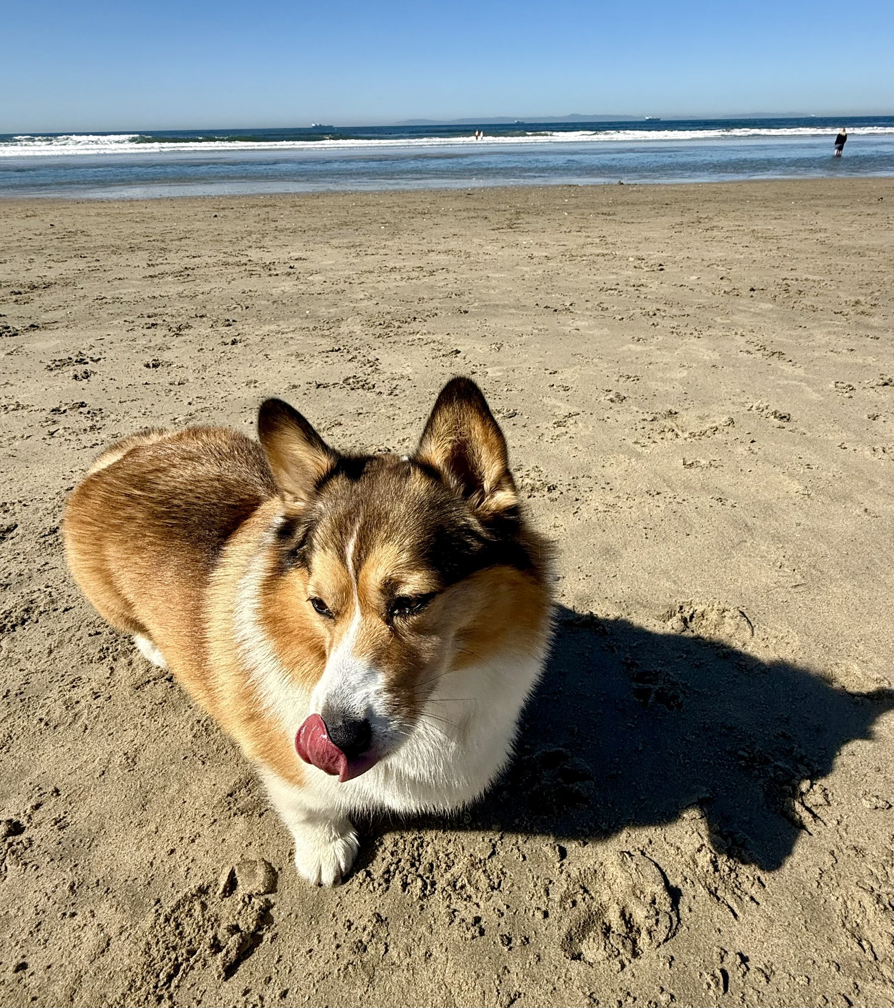 Winston Corgi Dog Few More