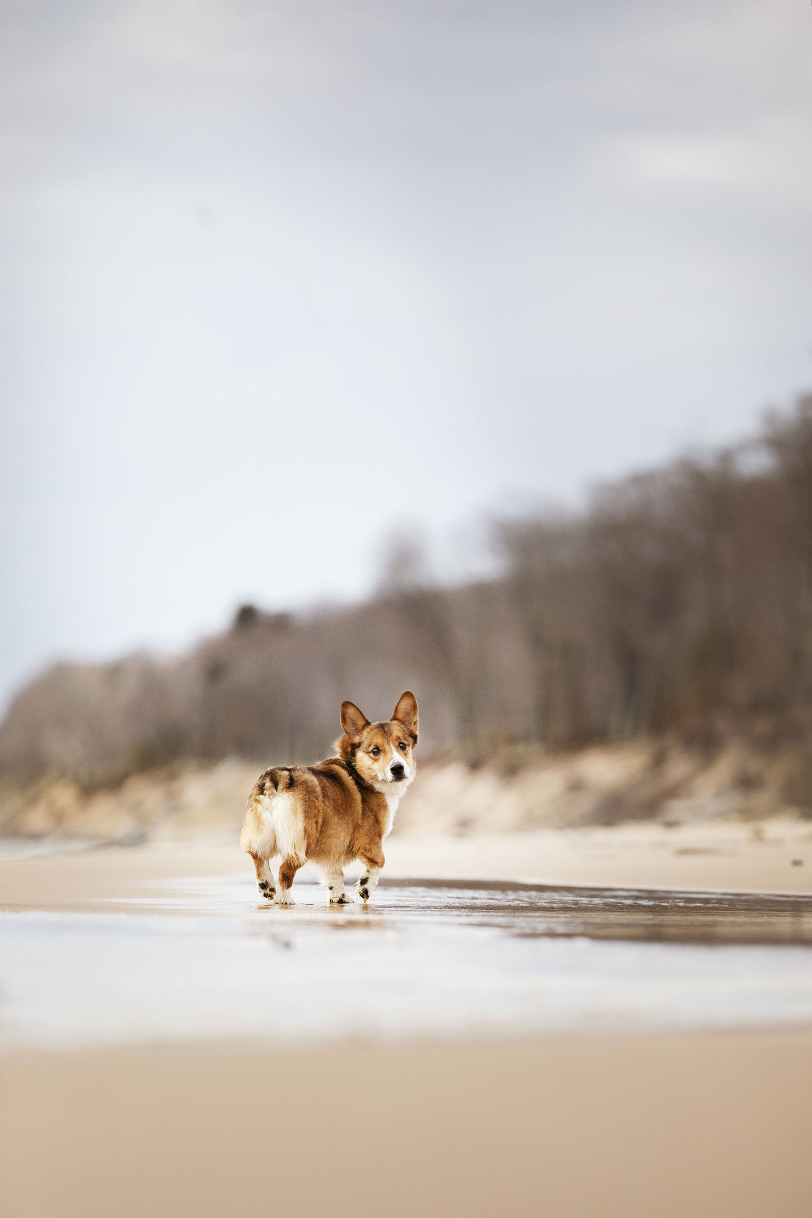 Dog Photohoot, Pembroke Corgi
