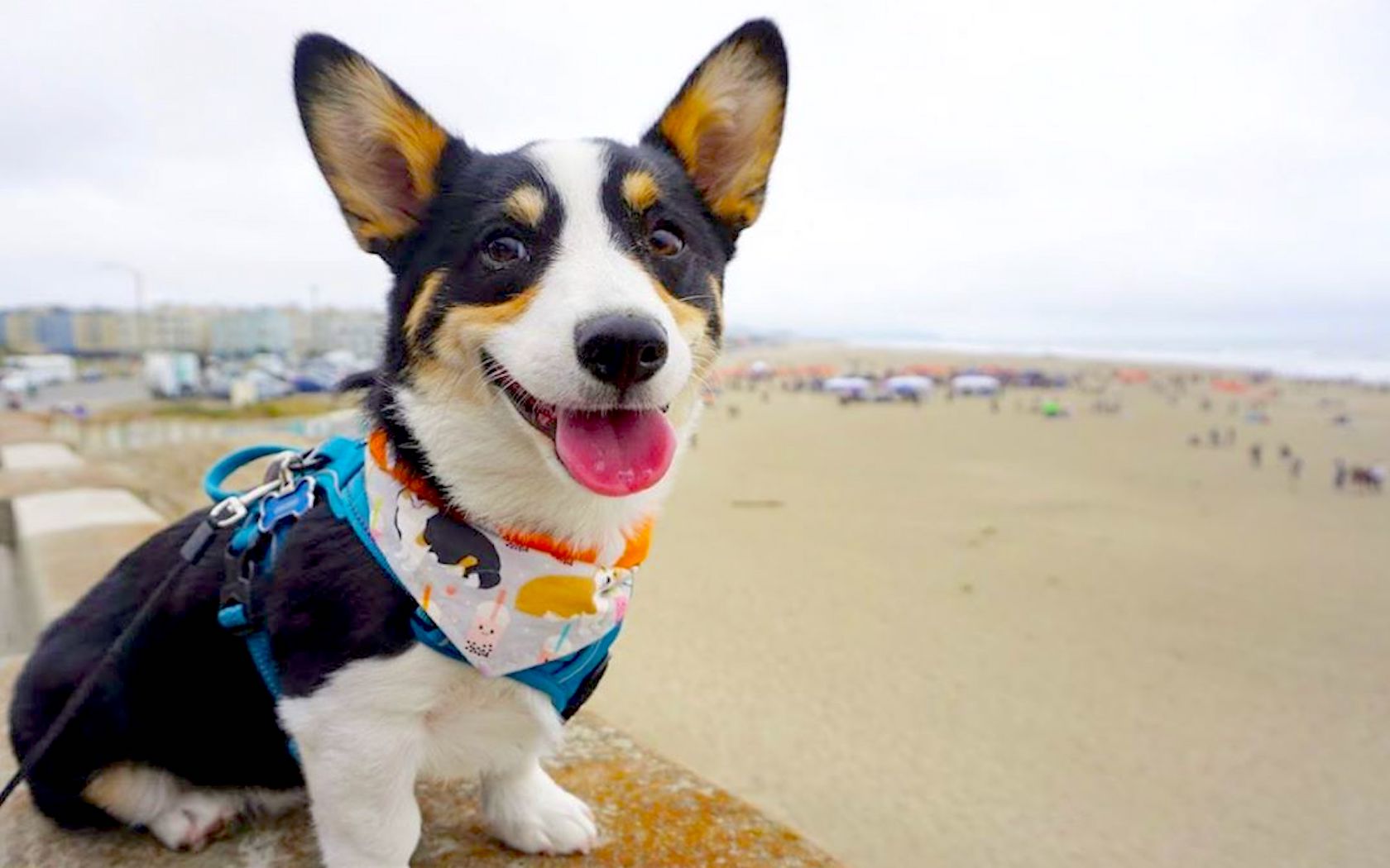 Corgi Con 2019: The Best Photo Of