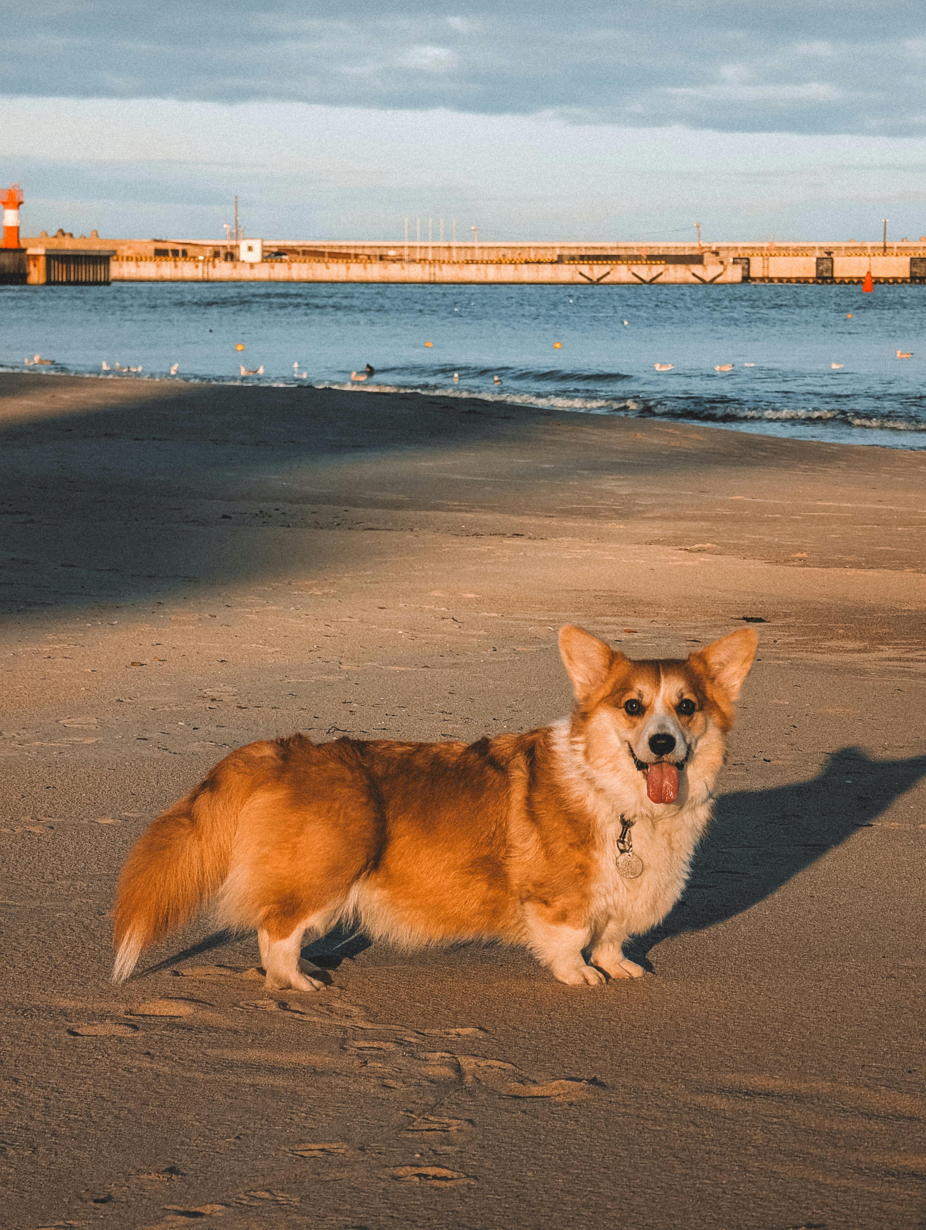 Playful Corgi on a Sunny Beachfront