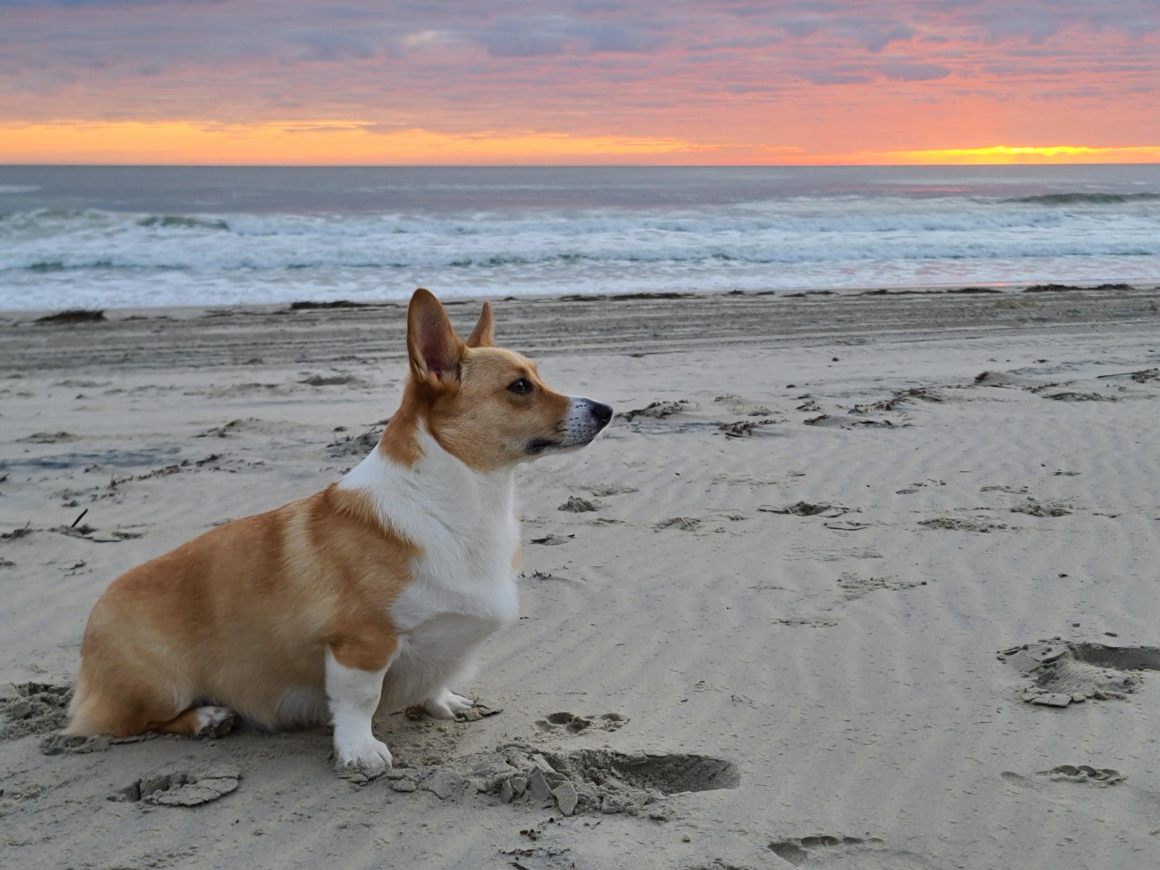 Corgi for being so damn photogenic
