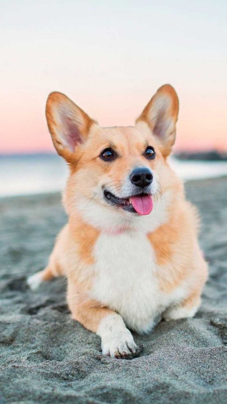 Corgi Wallpaper