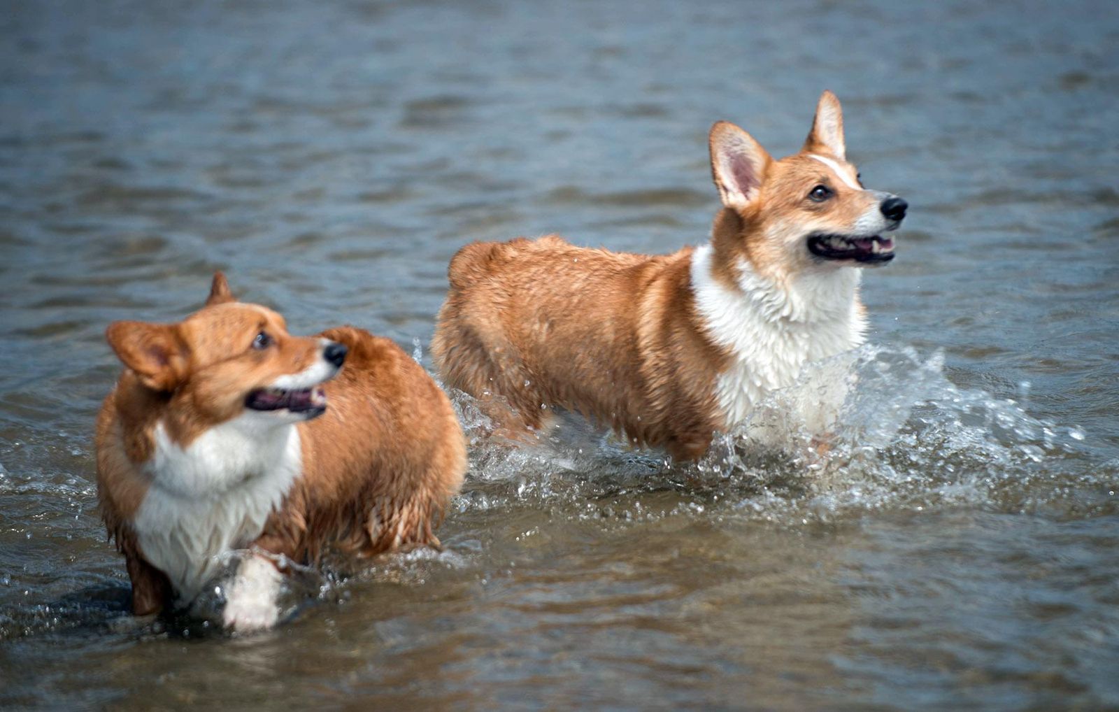 Photos: Corgis fill Cannon Beach, Ore
