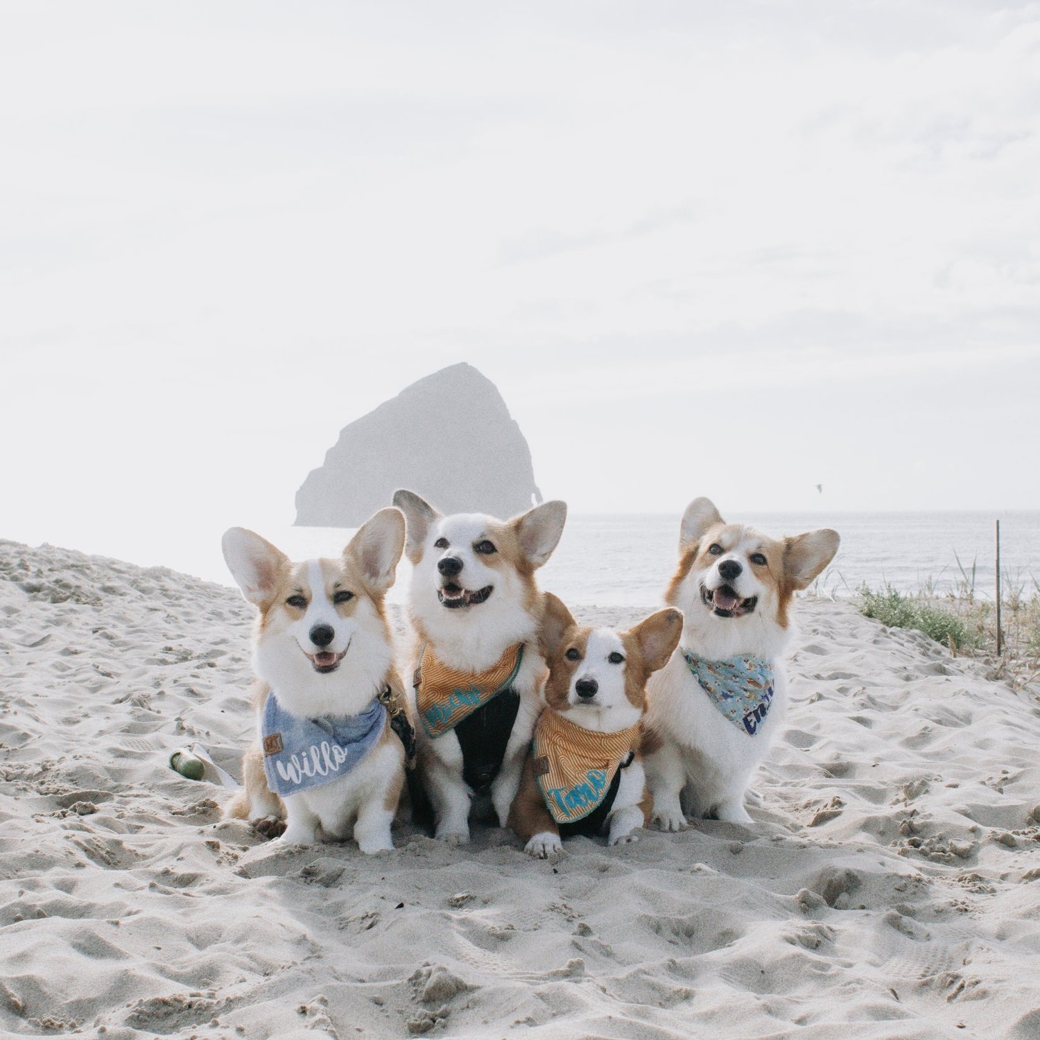 Oregon Coast with a Dog