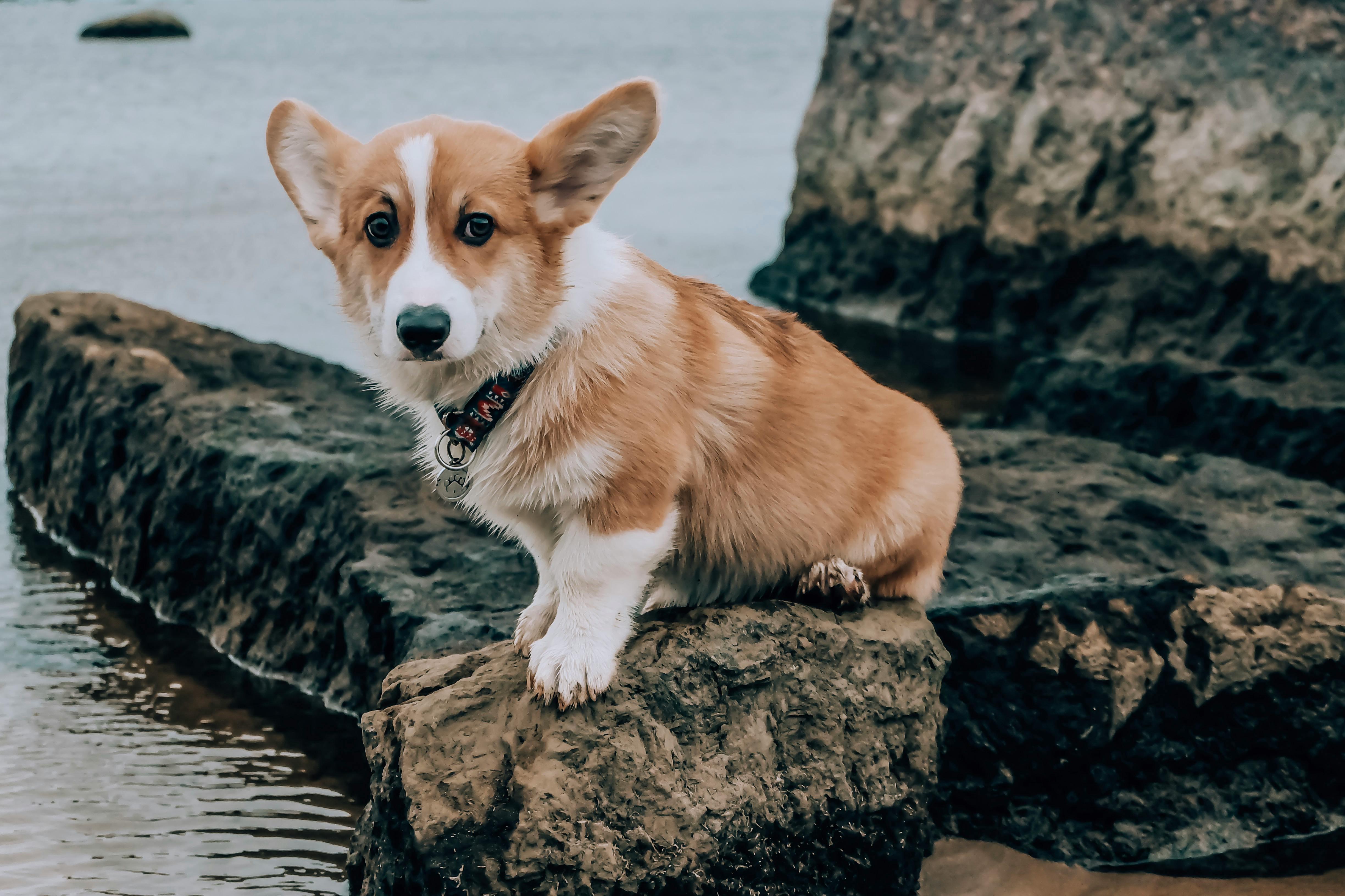 Pembroke Welsh Corgi Lying on the Sand