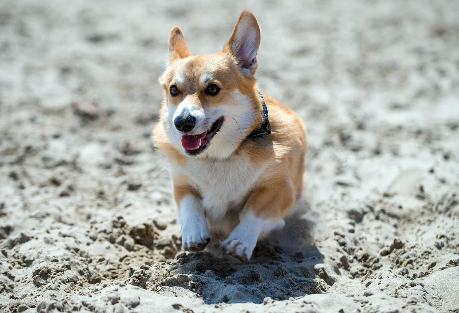 Photos: Corgis fill Cannon Beach, Ore