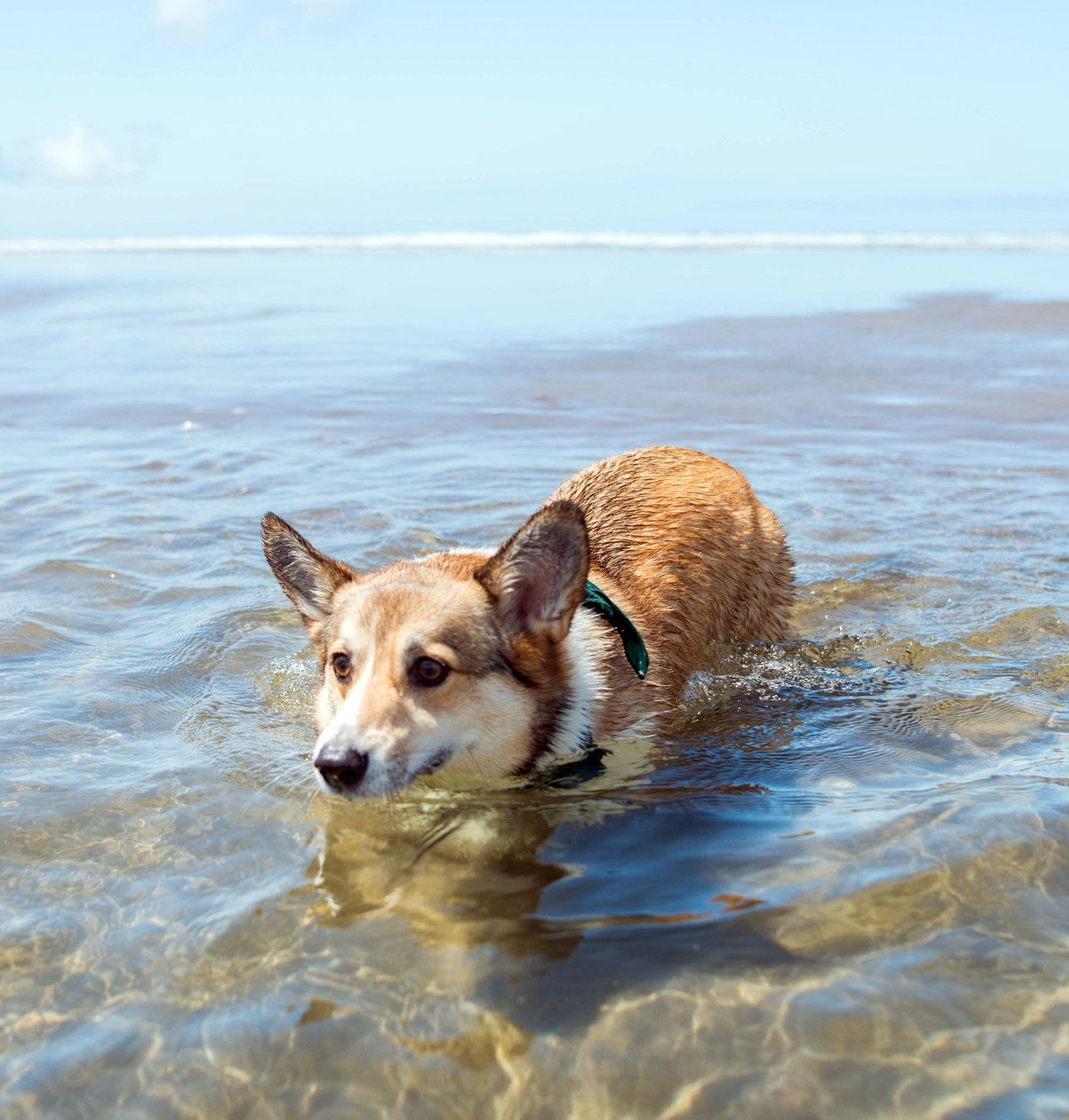 Photos: Corgis fill Cannon Beach, Ore