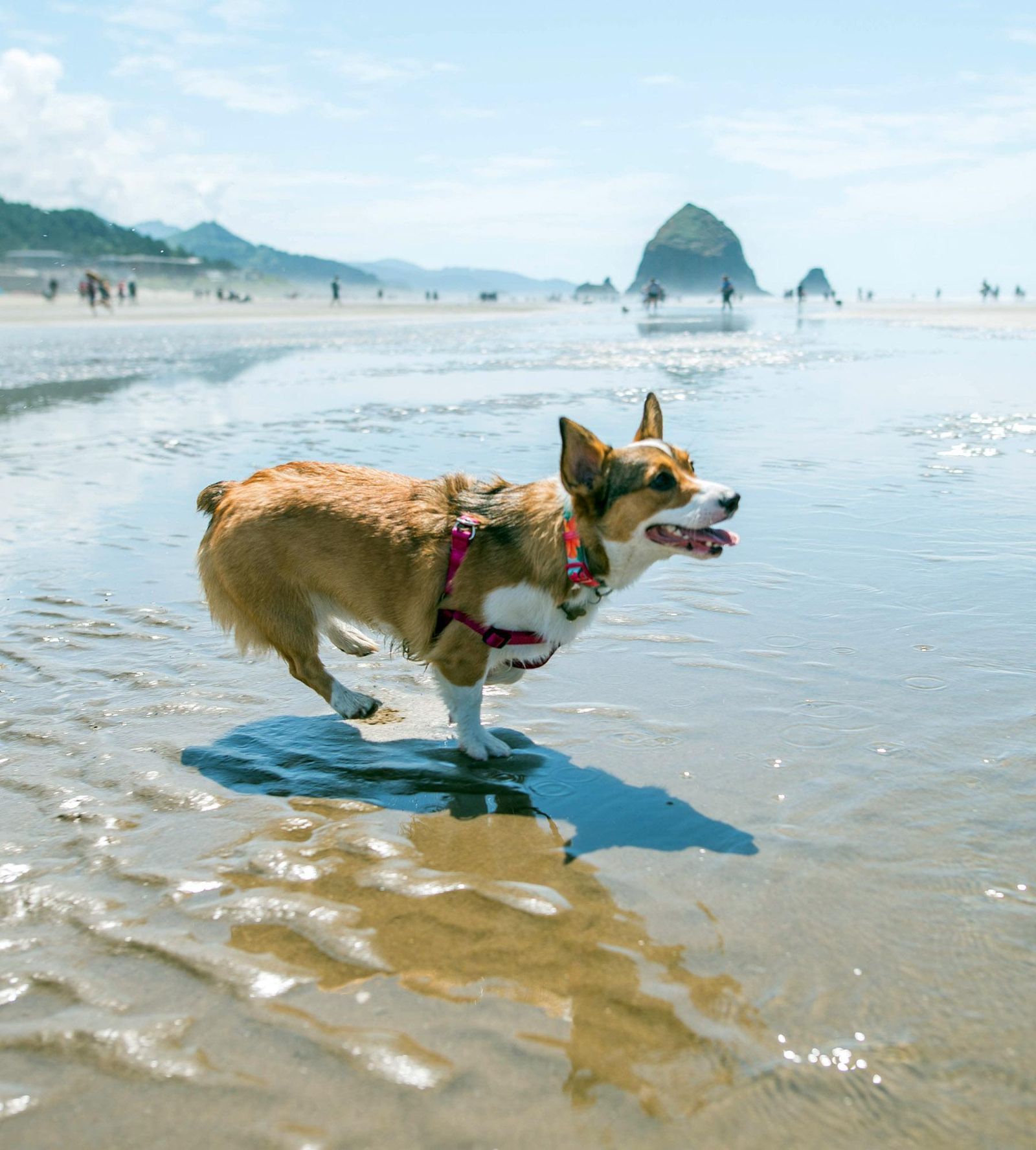 Photos: Corgis fill Cannon Beach, Ore