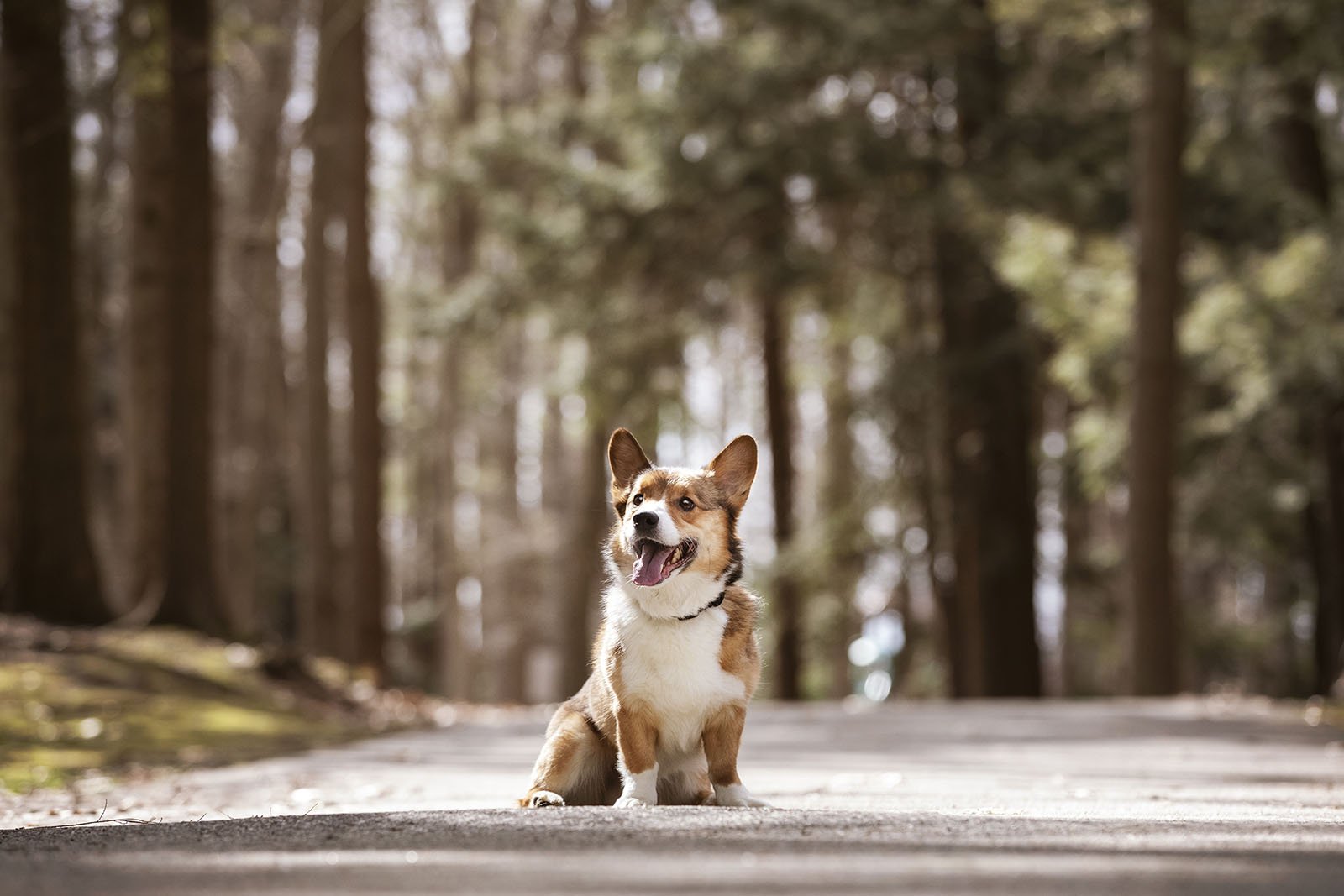 Dog Photohoot, Pembroke Corgi