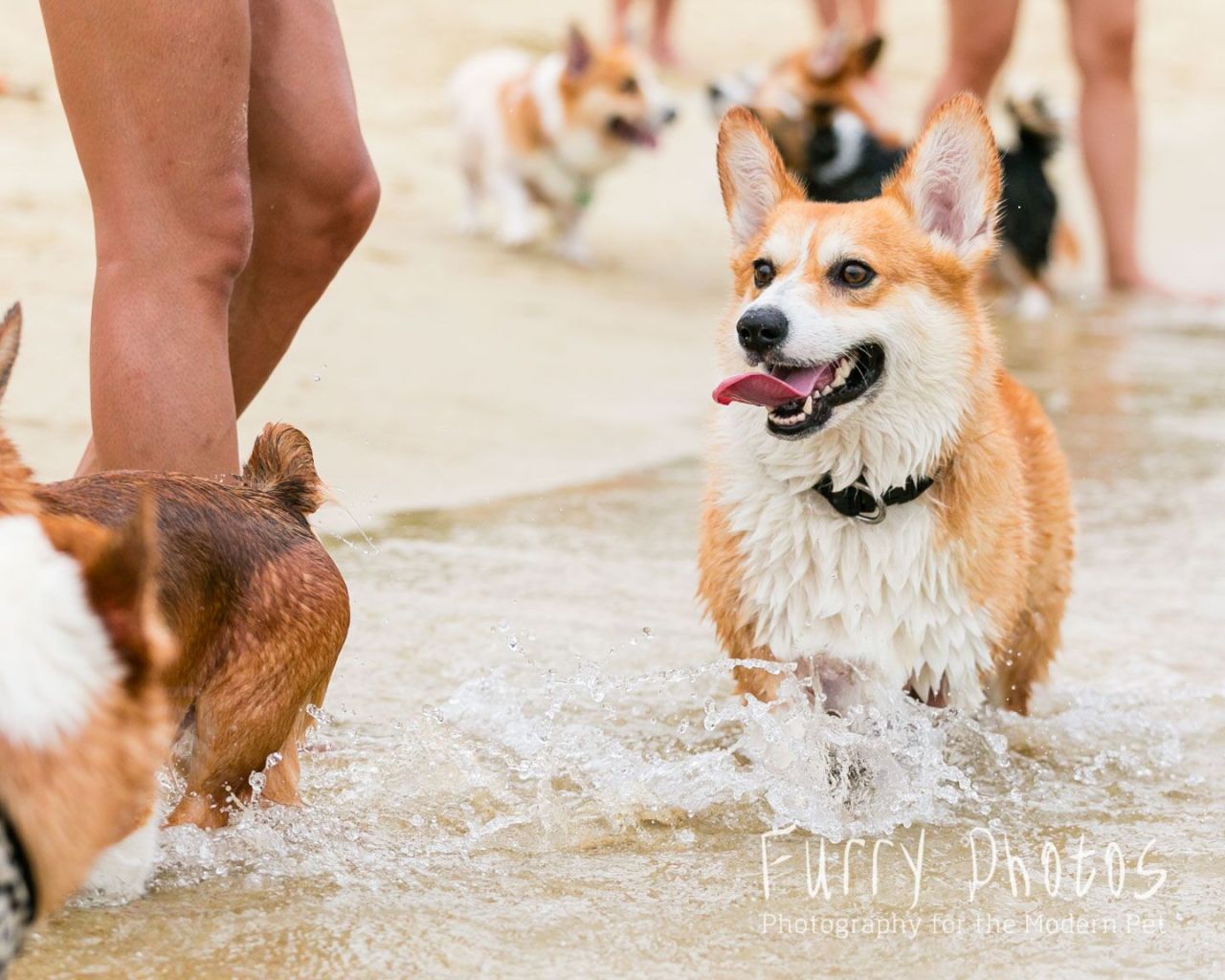 Picture Credits To Furry Photos