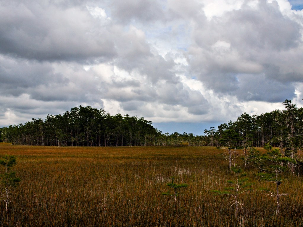 Cypress Domes & Sawgrass: Grassy Waters