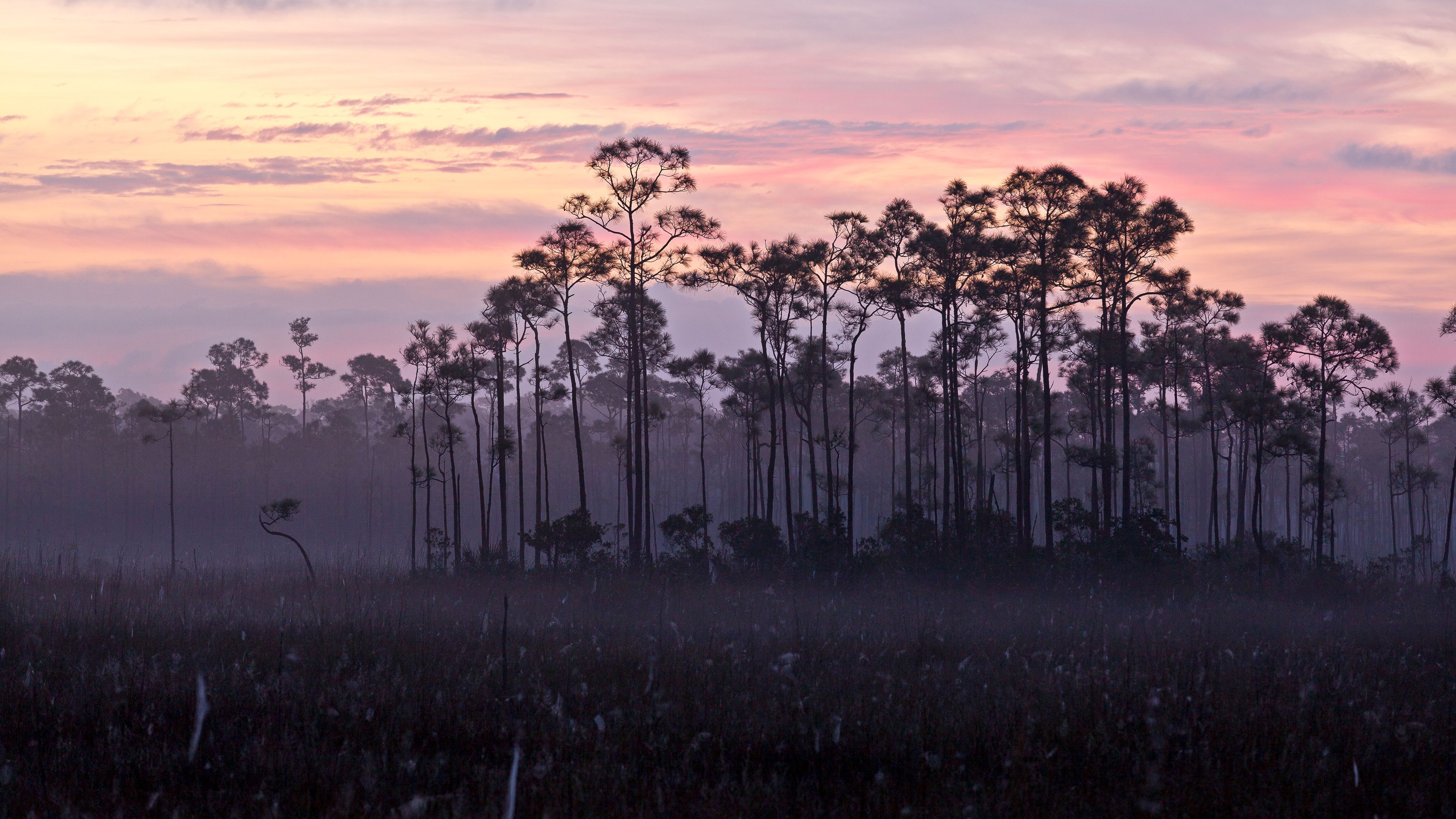 A stand of slash pines and sawgrass