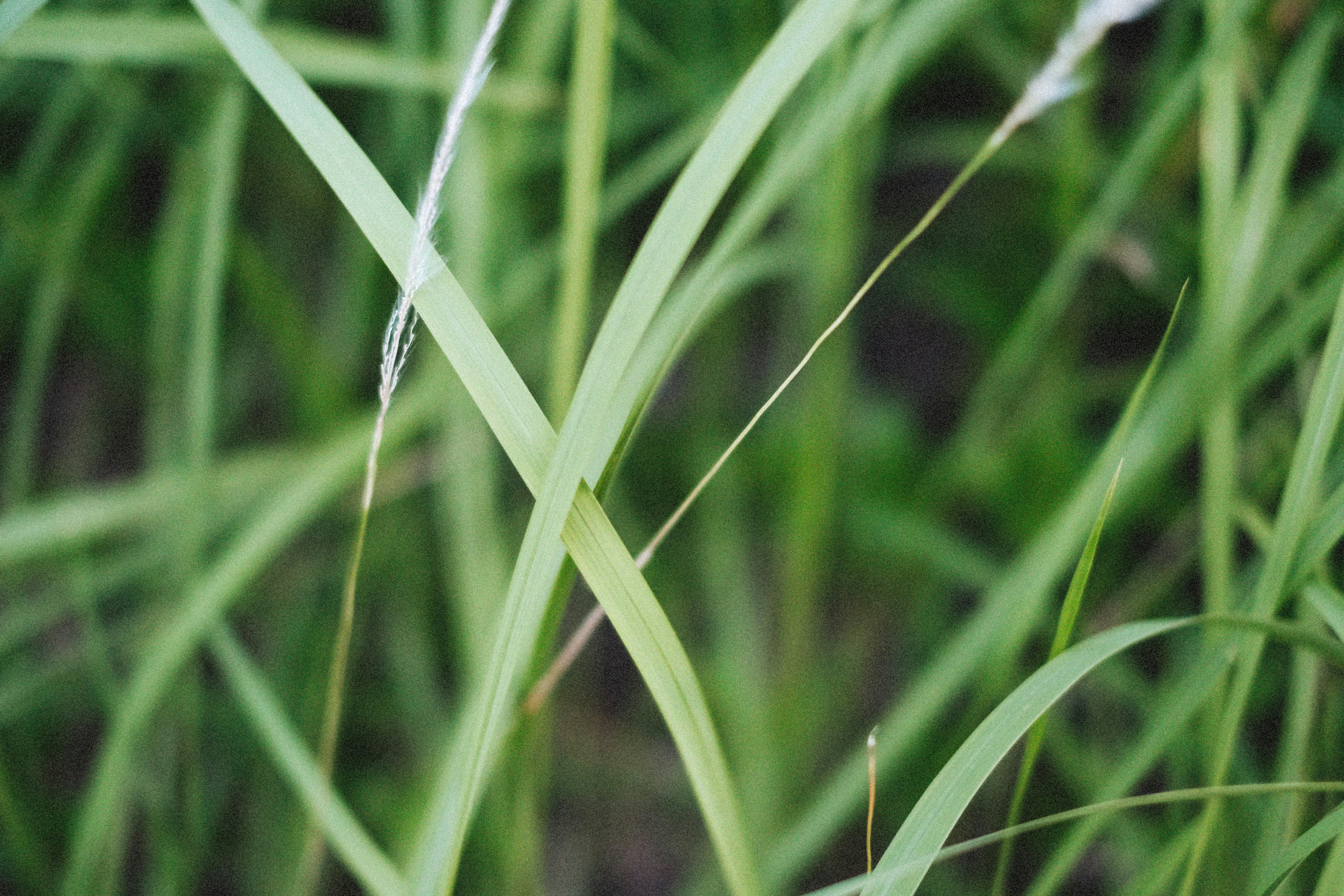 Grass in Close Up · Free