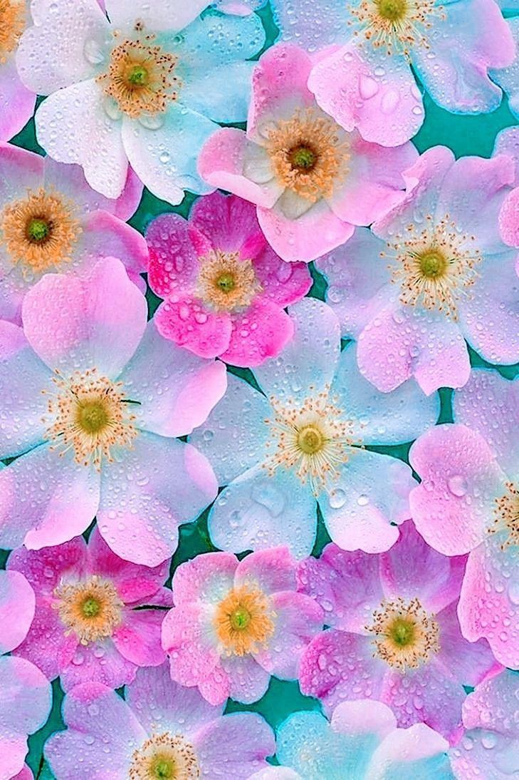 Floral Wallpaper with Water Droplets