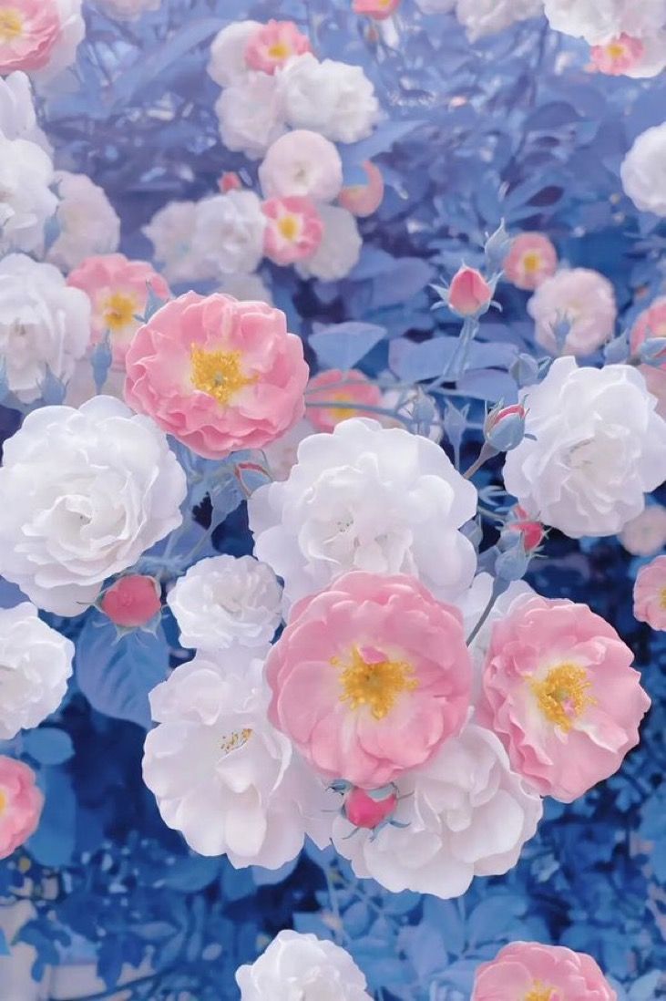 Pink and White Floral Wallpaper