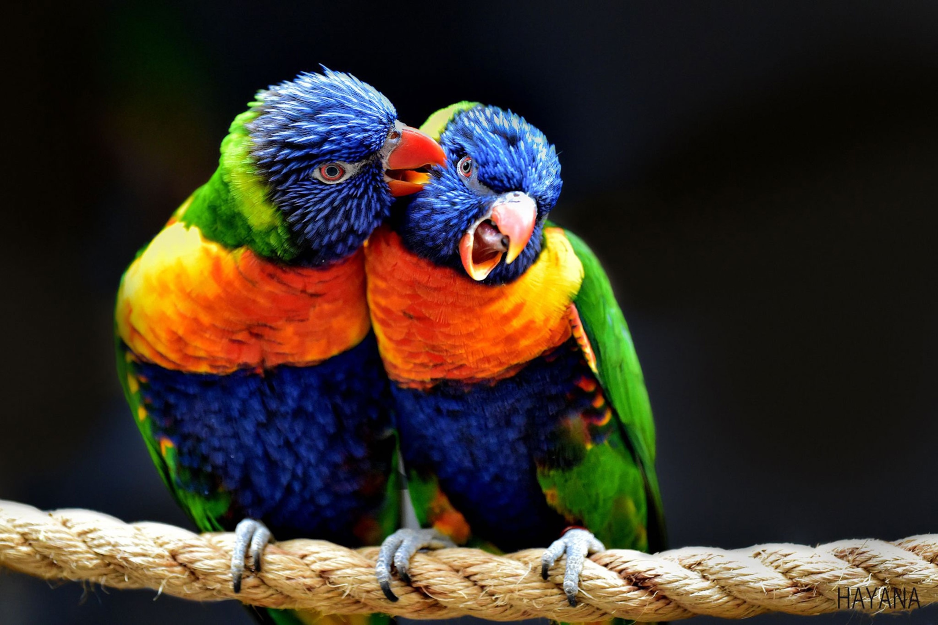 Birds Around the World in 31 Incredible