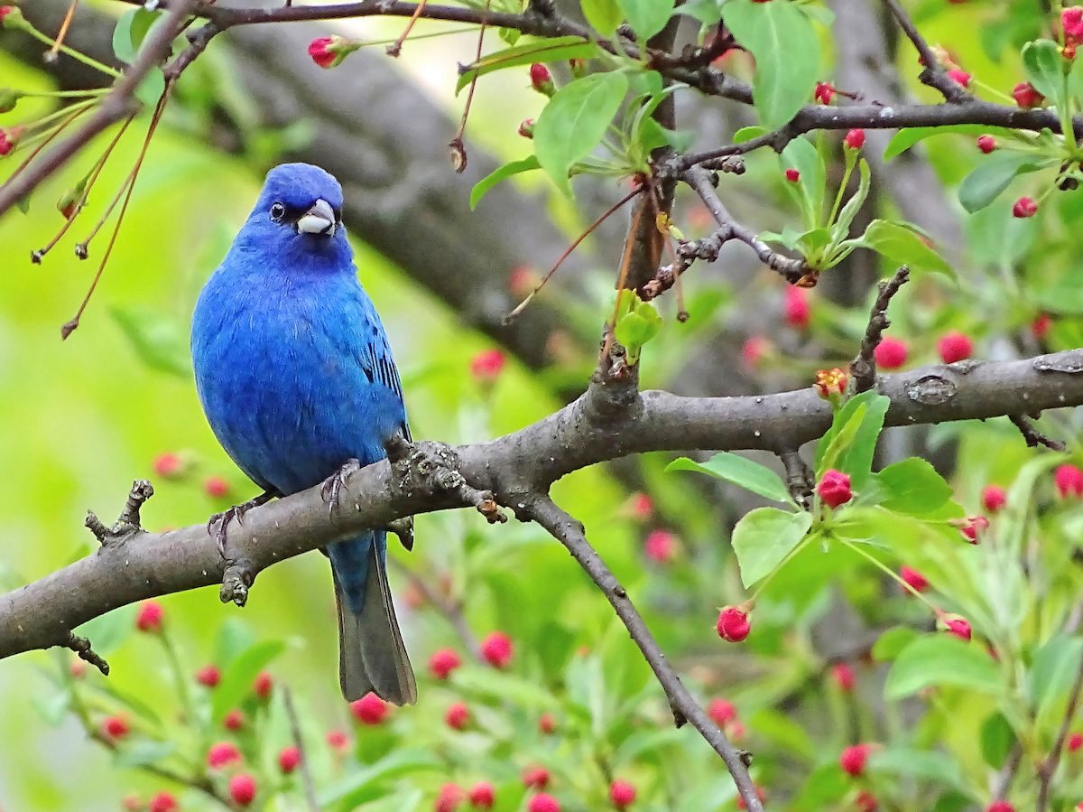 Blue Colored Birds