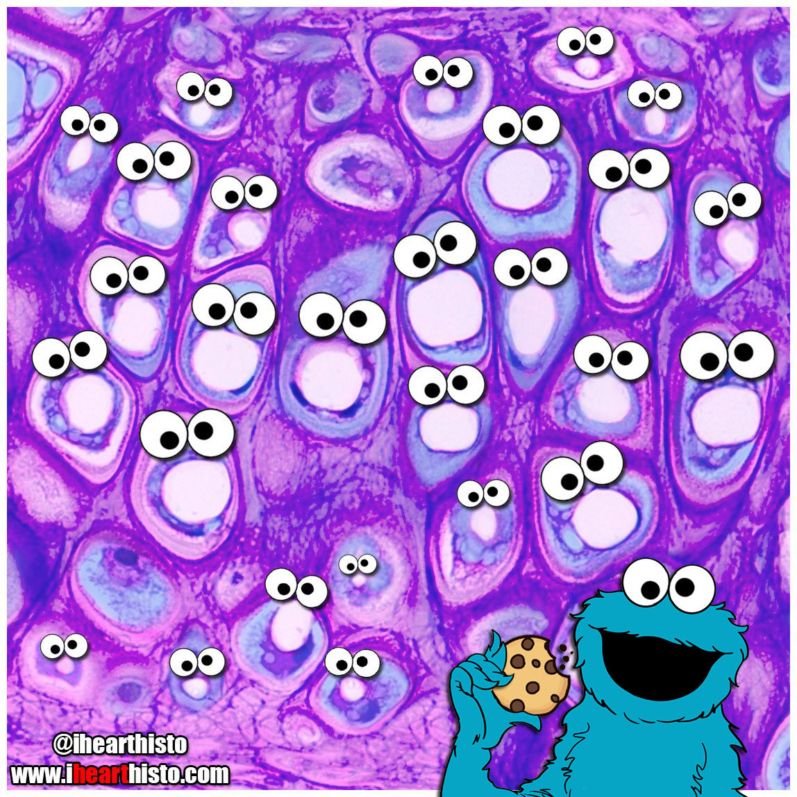 Cookie Monster Cartilage