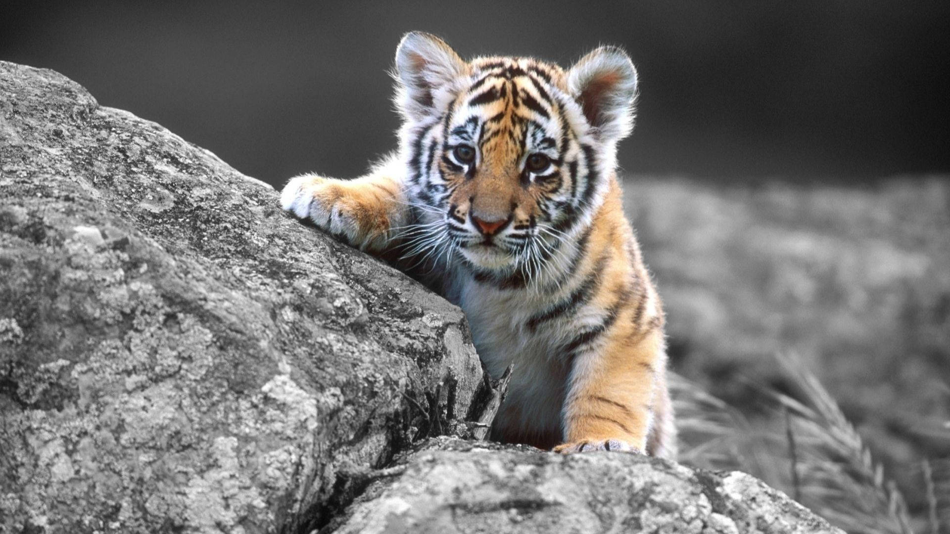 Download Baby Animal Tiger Behind Rocks Wallpaper